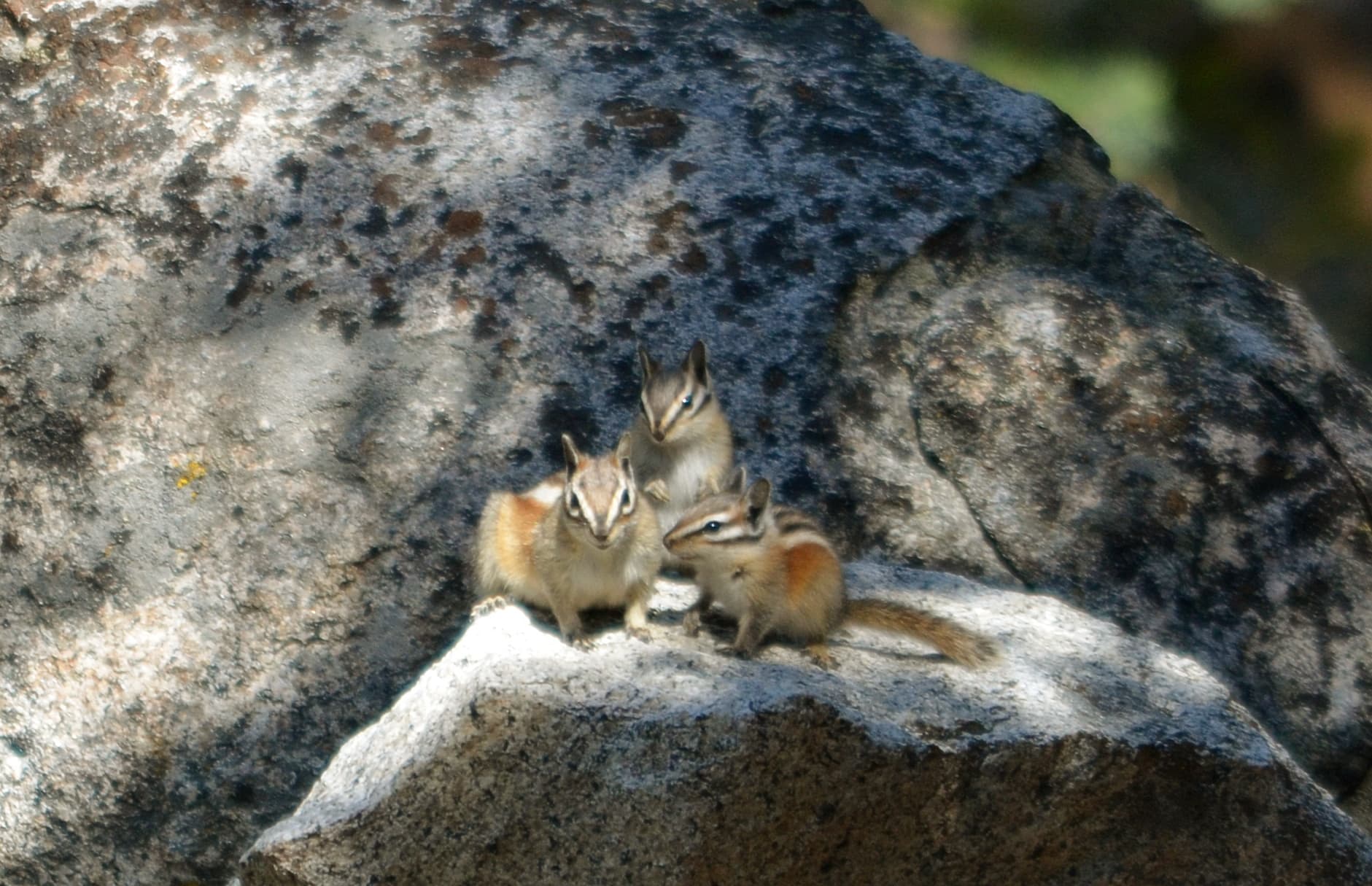 Alpine Chipmunk