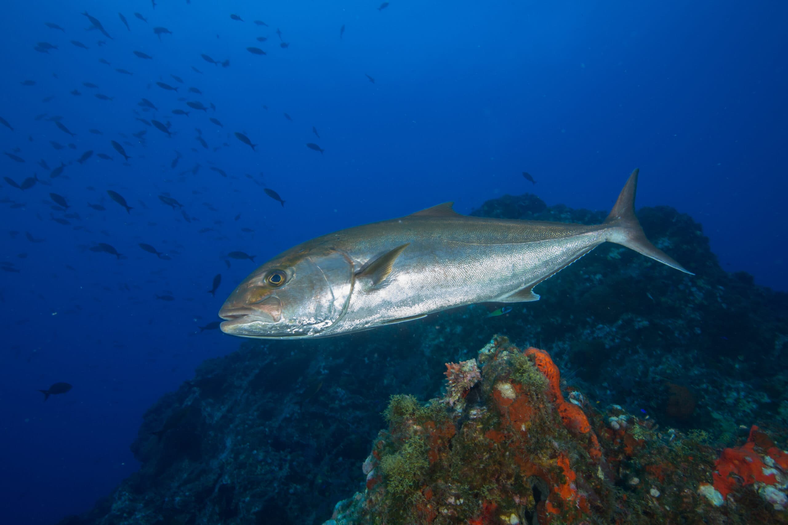 Amberjack
