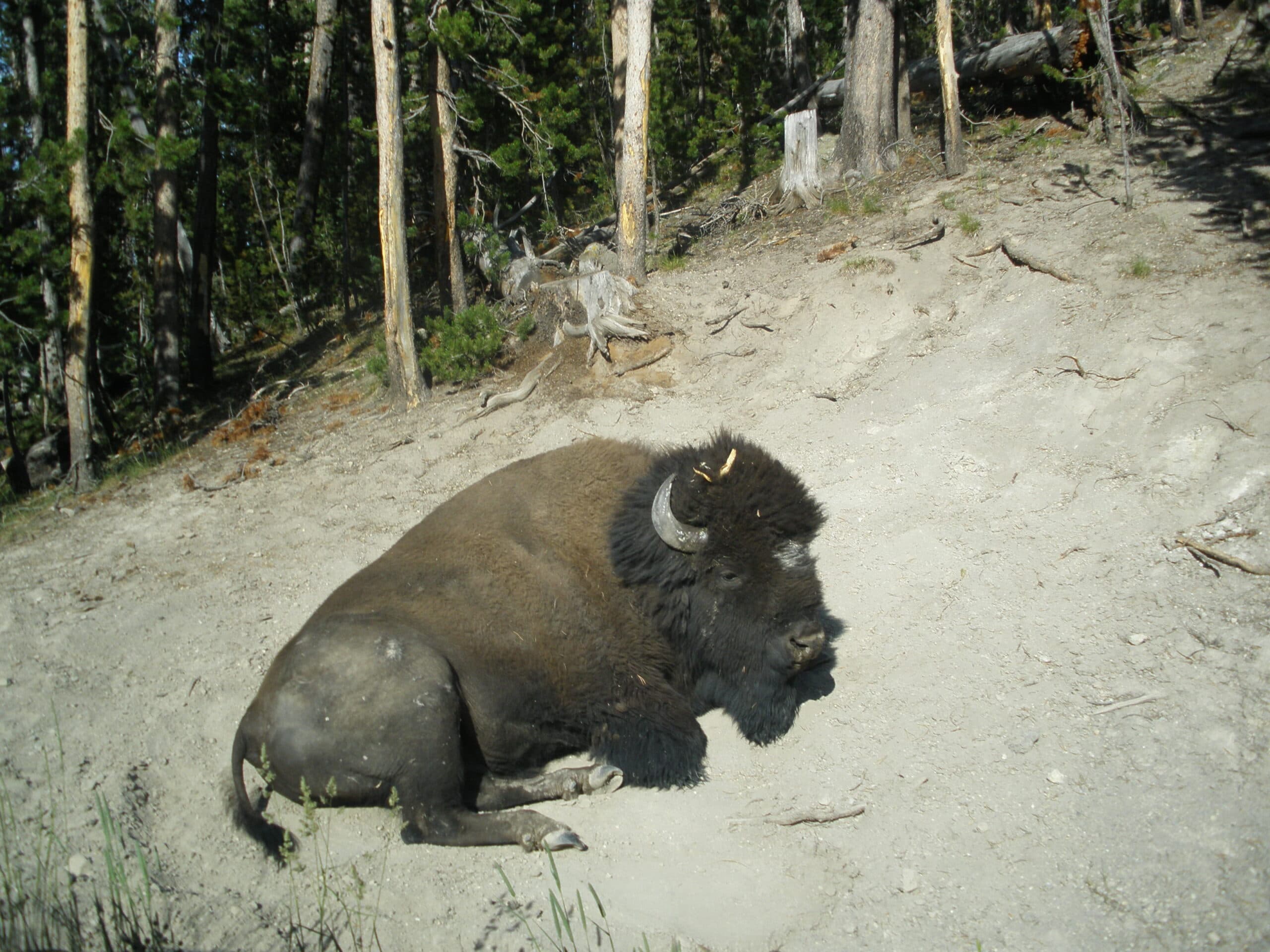 American Bison