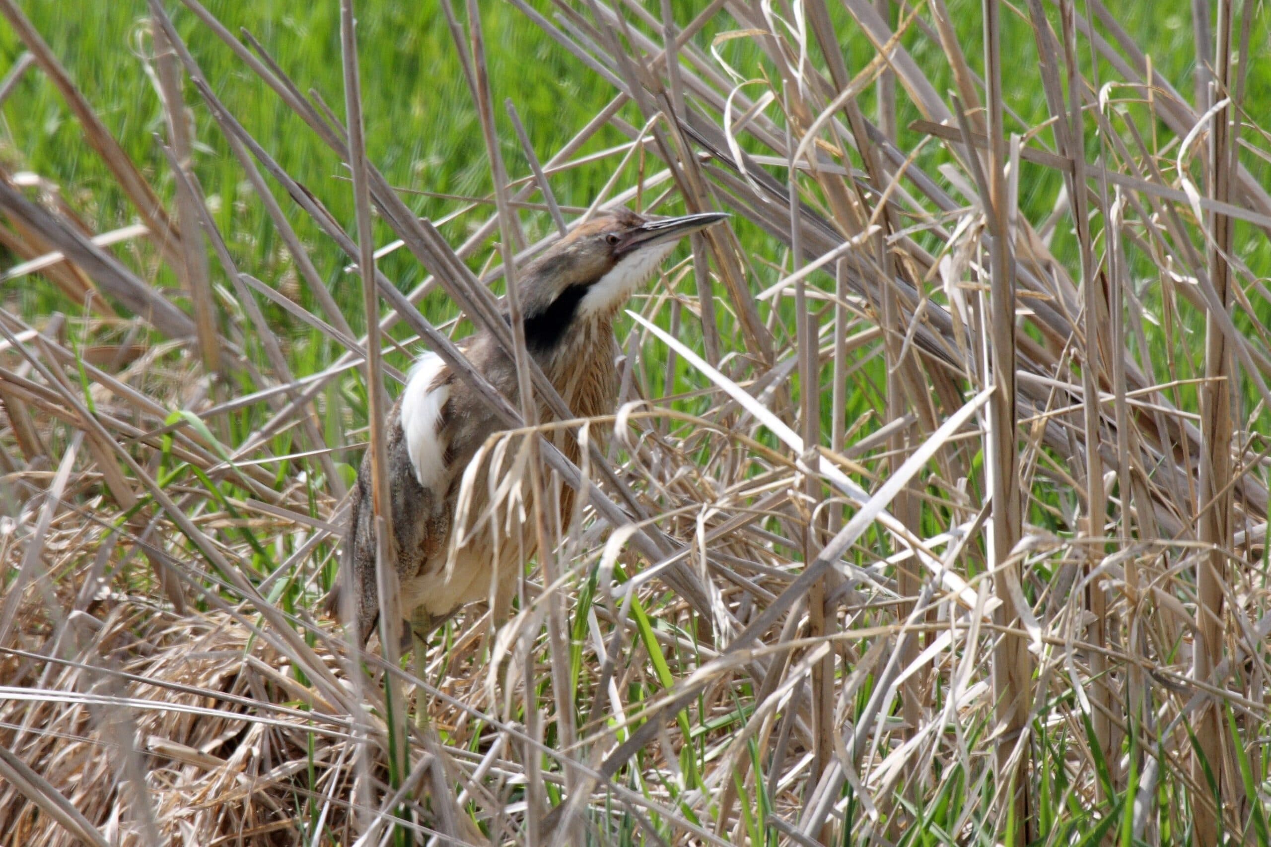 American Bittern