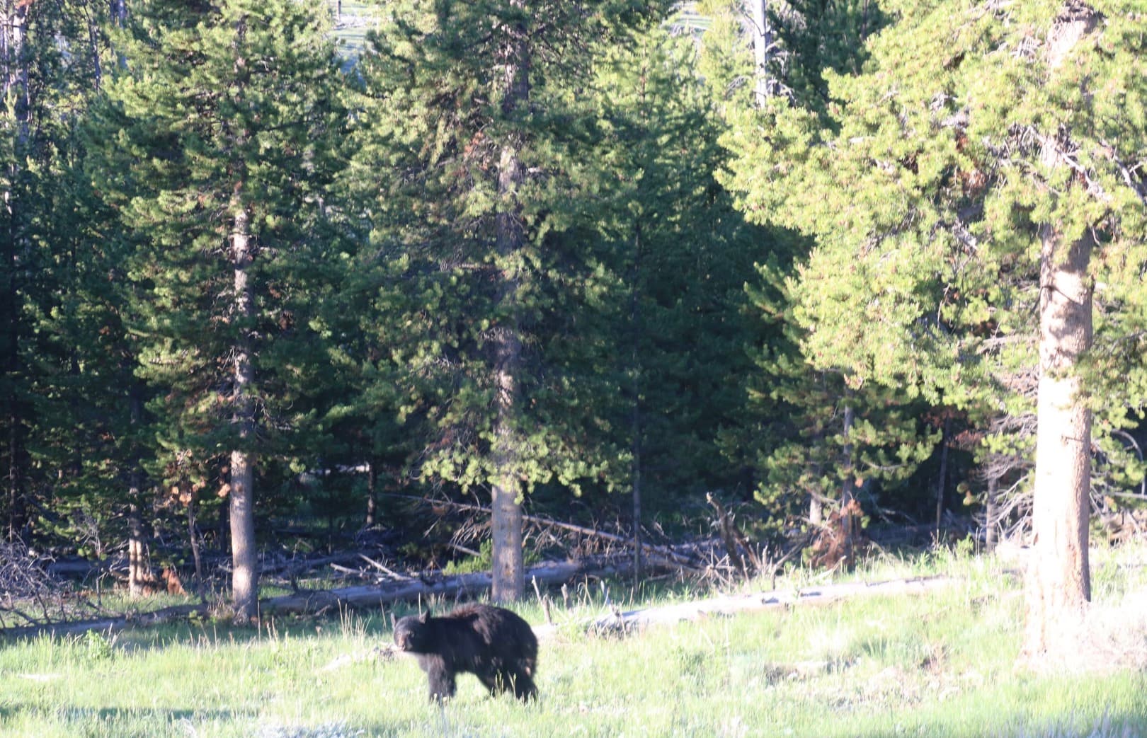 American Black Bear
