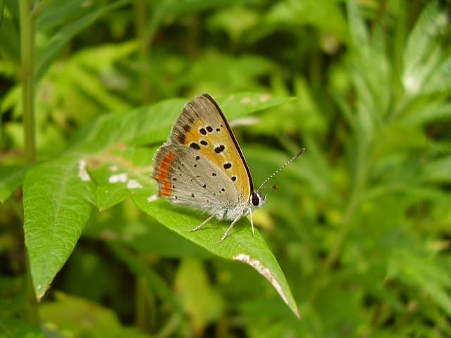 American Copper