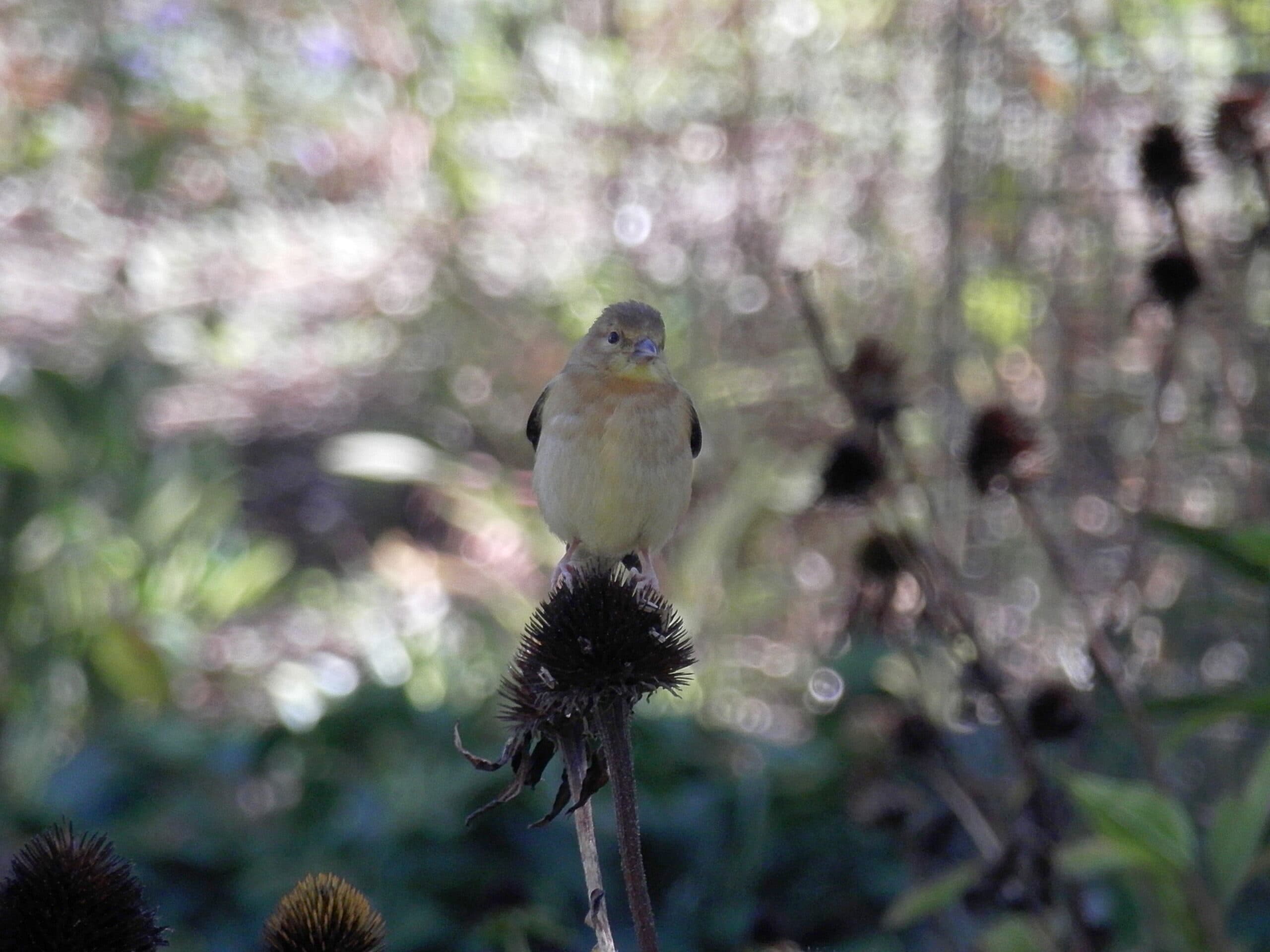 American Goldfinch