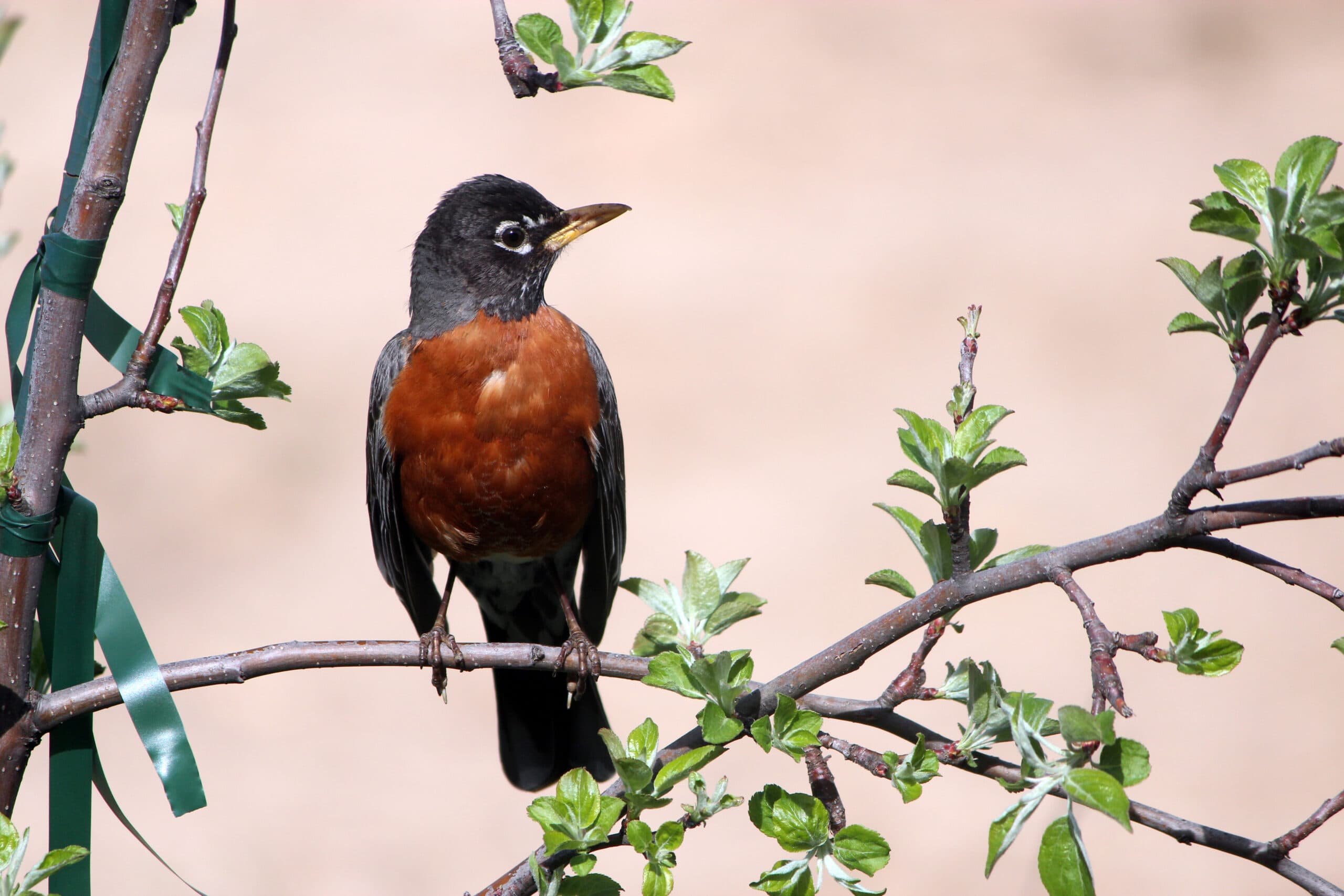 American Robin