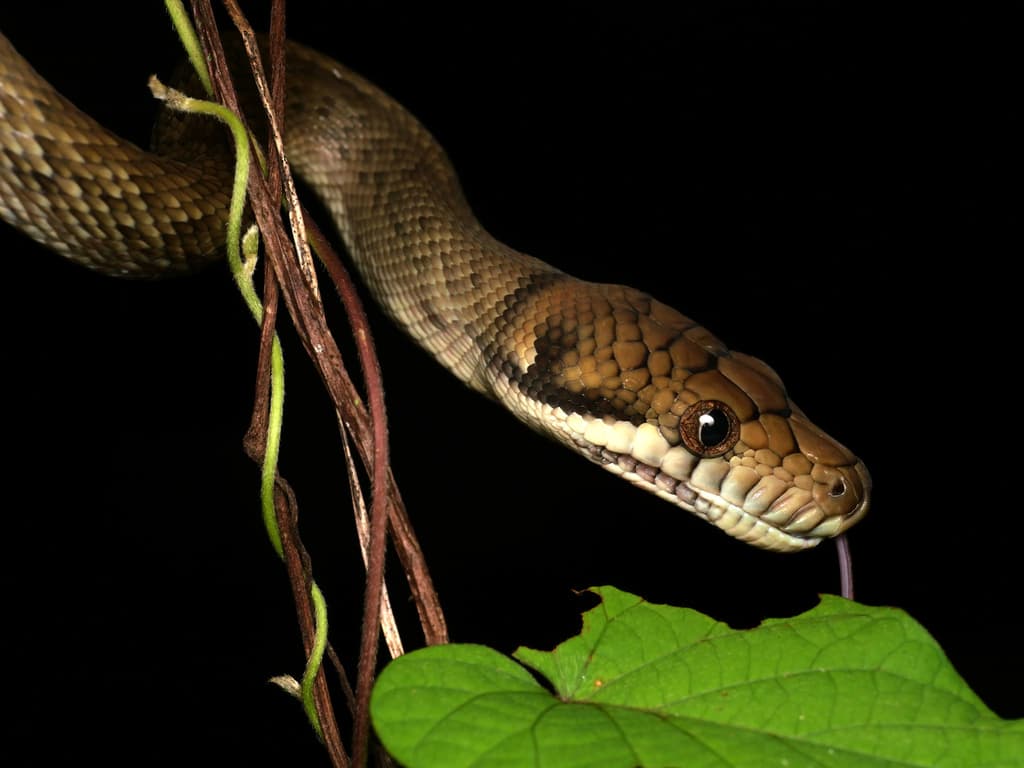 Amethystine Python