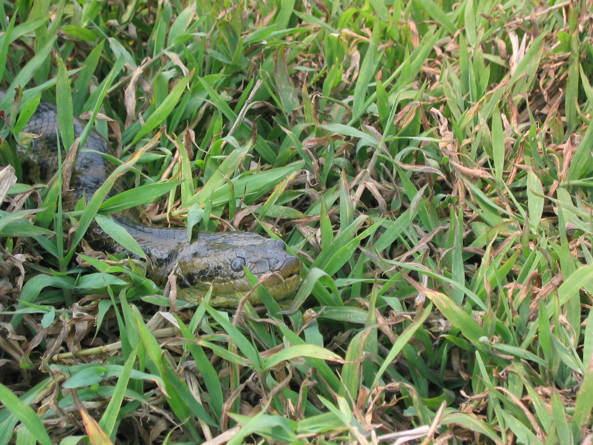 Green anaconda moving through grass in the Rio Beni marshlands