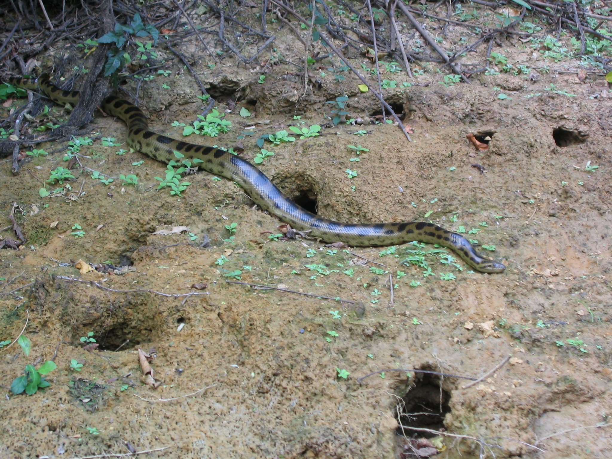 Beni anaconda crossing a natural riverbank in Bolivia