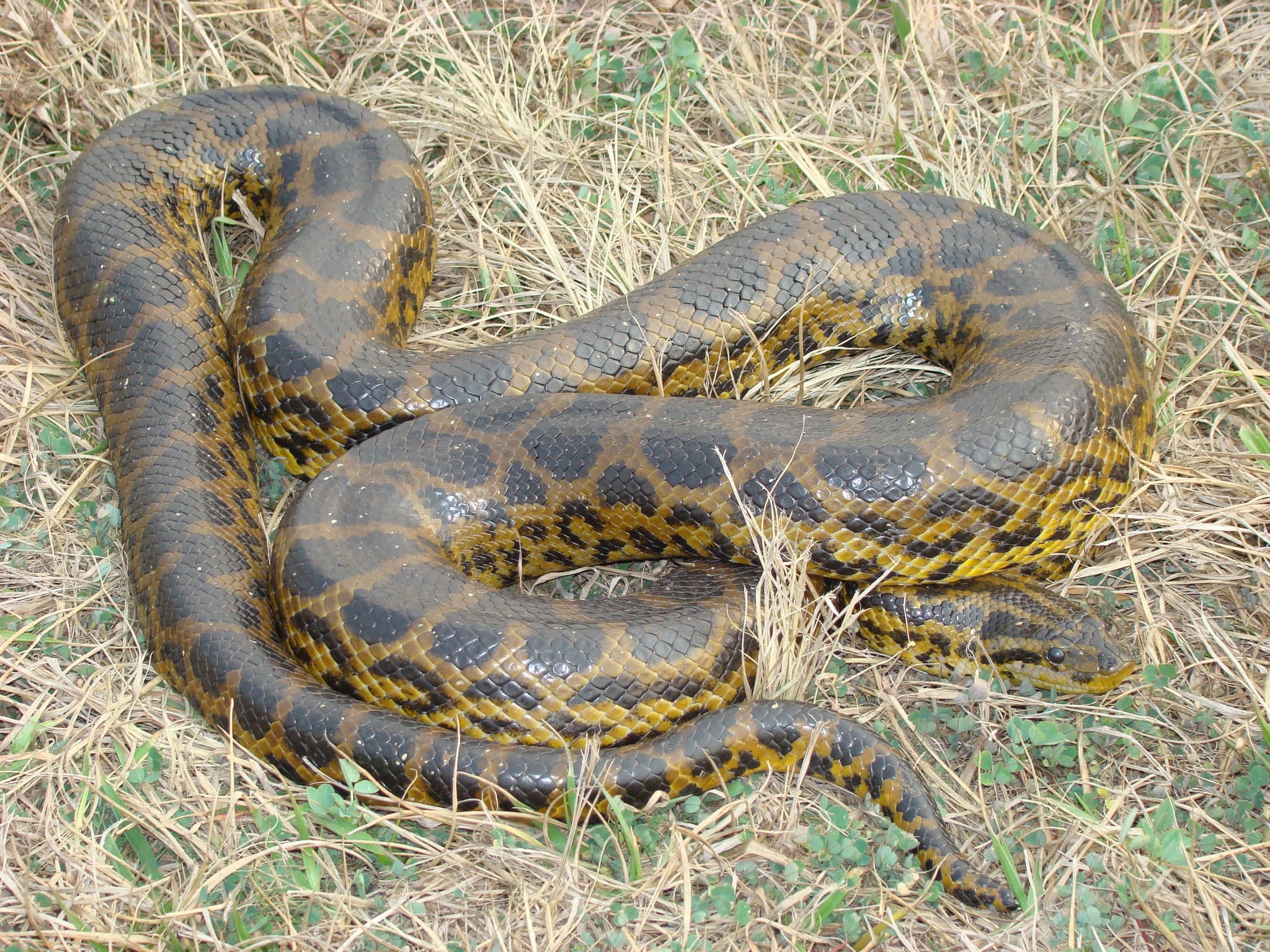 Yellow anaconda coiled on dry grass in Argentina