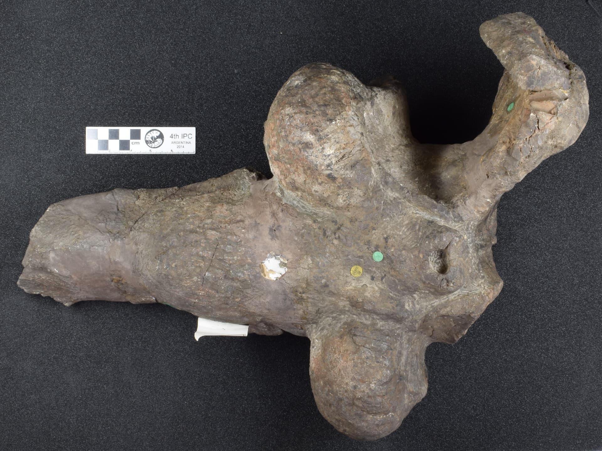 Anteosaurus magnificus holotype skull roof BMNH R3595 viewed from above