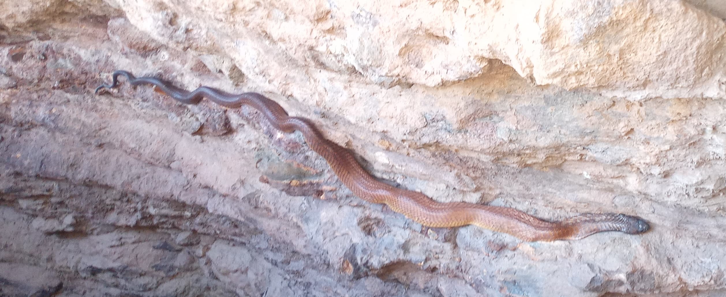 Arabian Cobra stretched across rocky ground in Yemen