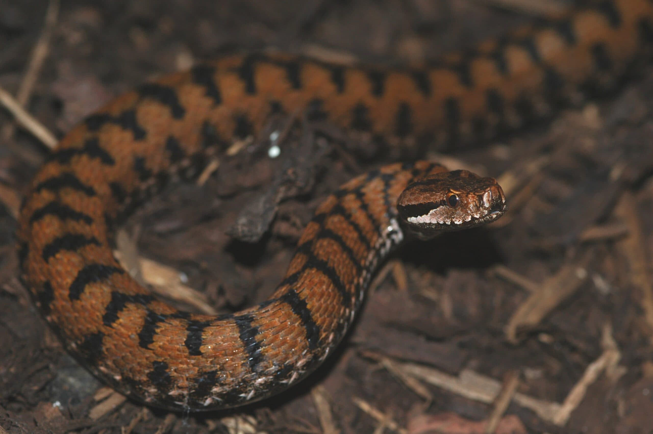 Reddish brown Asp Viper with dark crossbars on woodland ground