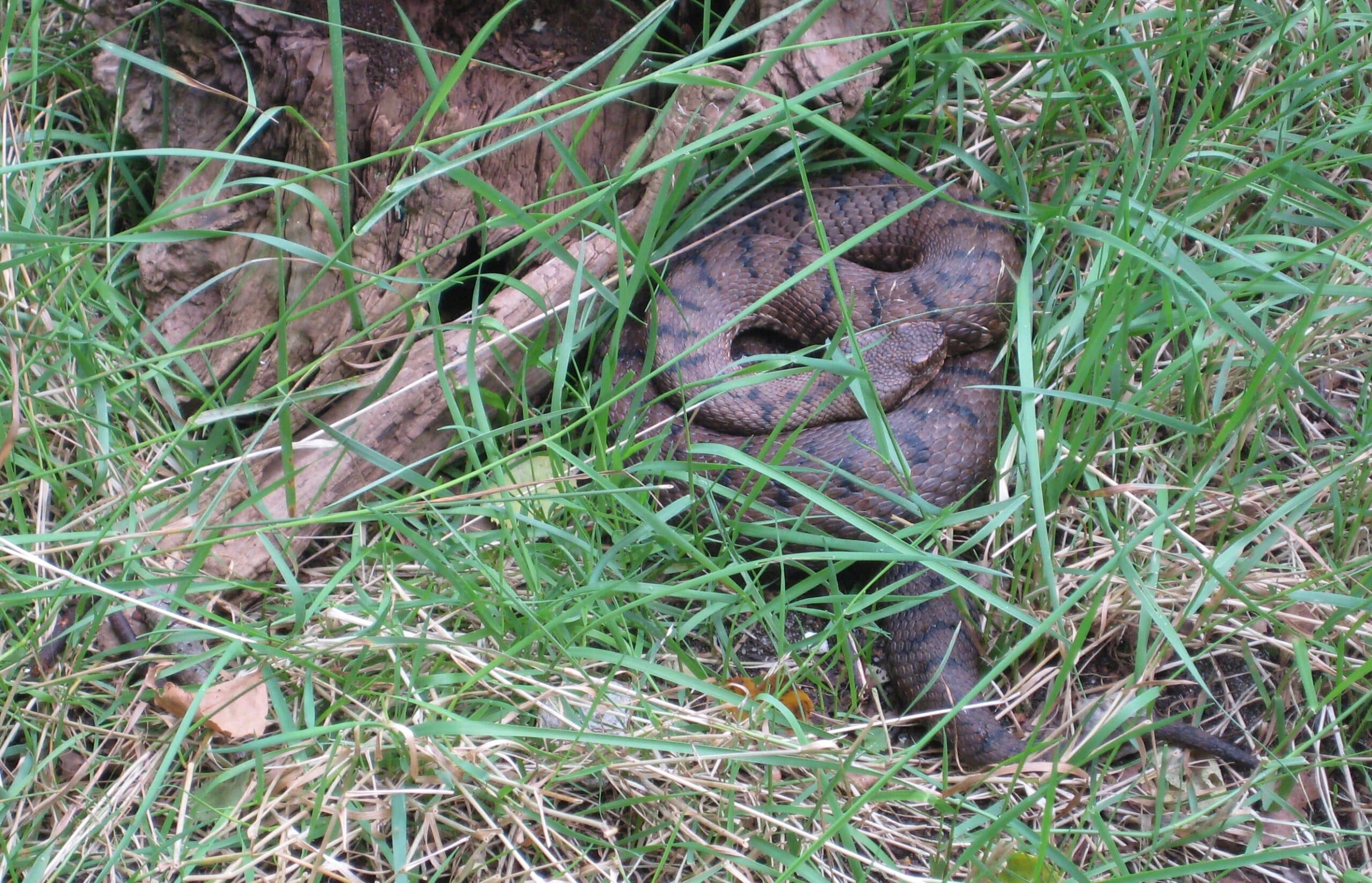 Dark Asp Viper coiled among grass beside a log