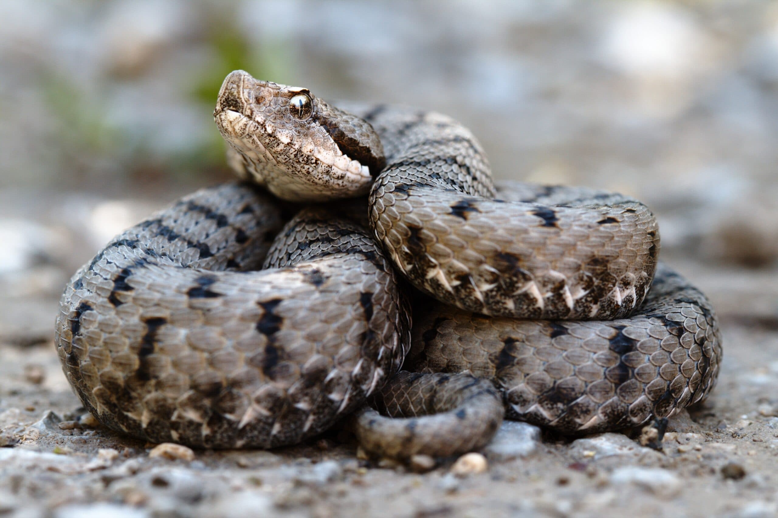 Wild Asp Viper coiled on rocky ground in France