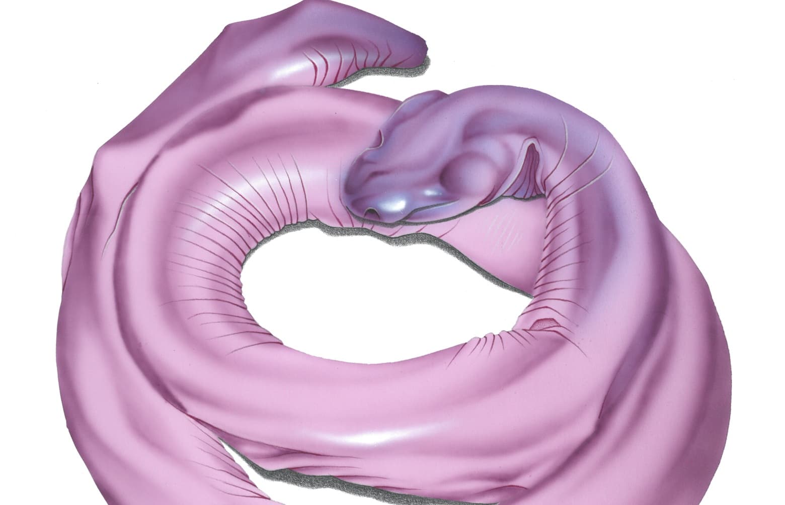 Scientific illustration of Eiselt's caecilian Atretochoana eiselti, a long pinkish-brown limbless amphibian