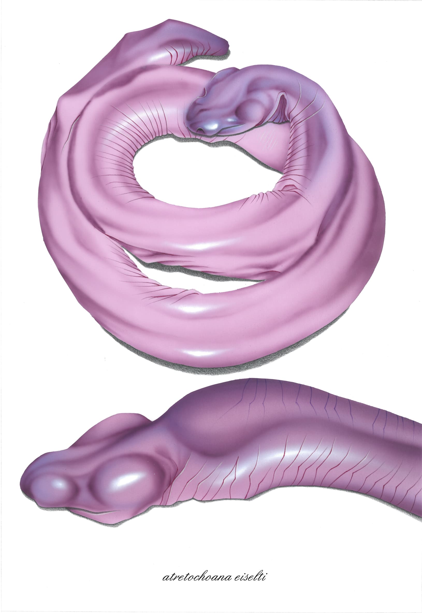 Eiselt's Caecilian