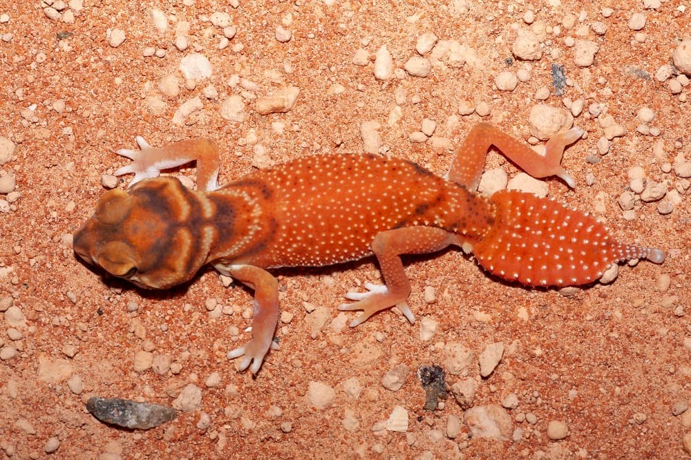 Representative Smooth Knob-tailed Gecko Nephrurus levis on red stony ground in Australia