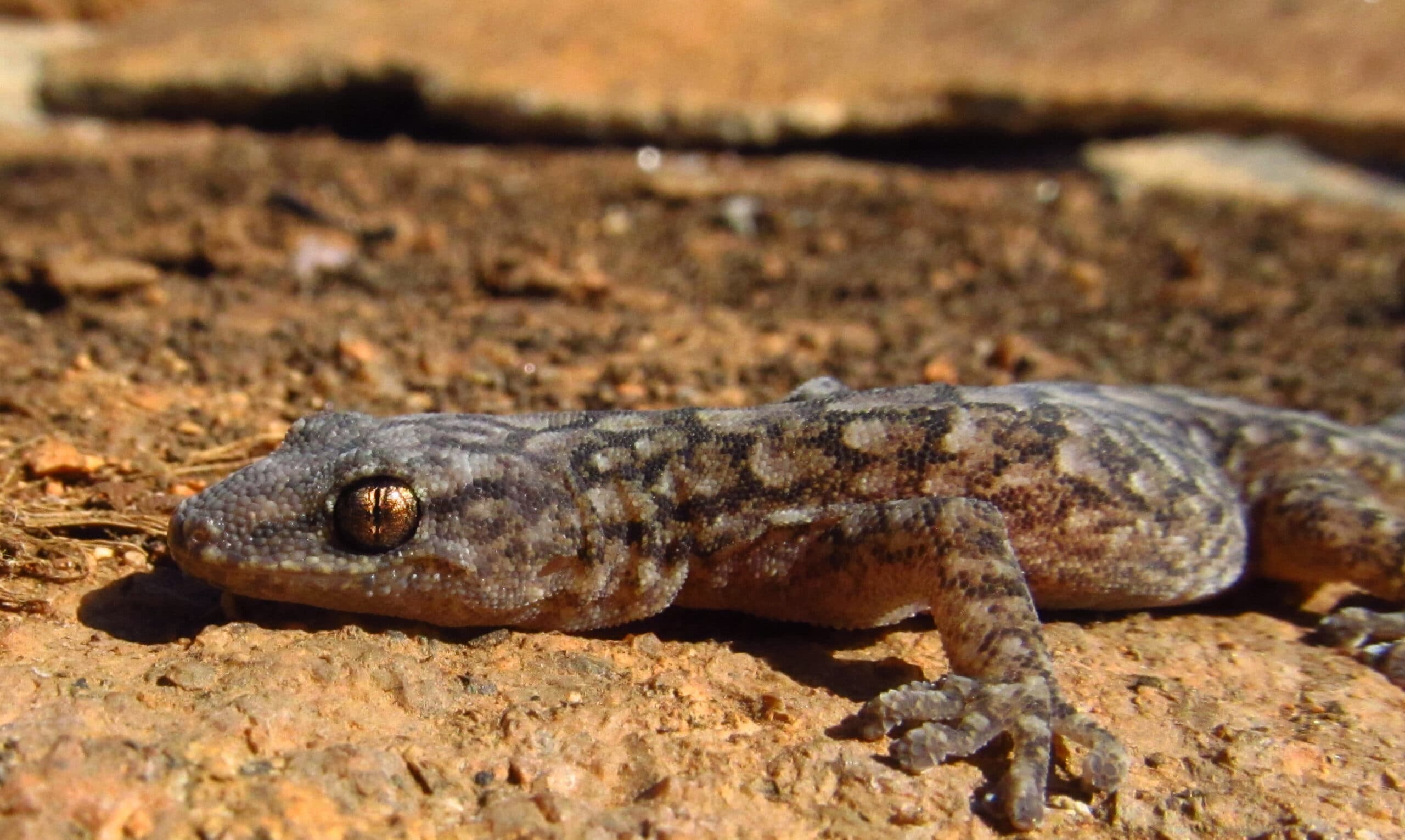 Representative Marbled Gecko Christinus marmoratus resting on natural ground in Victoria