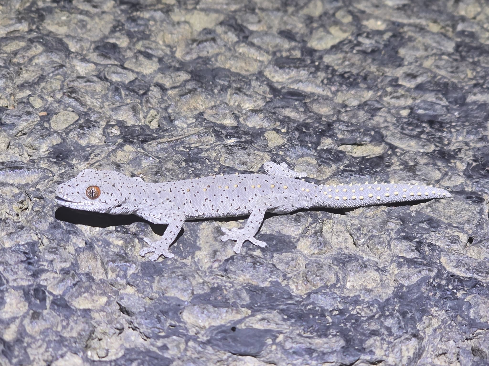 Australian Gecko