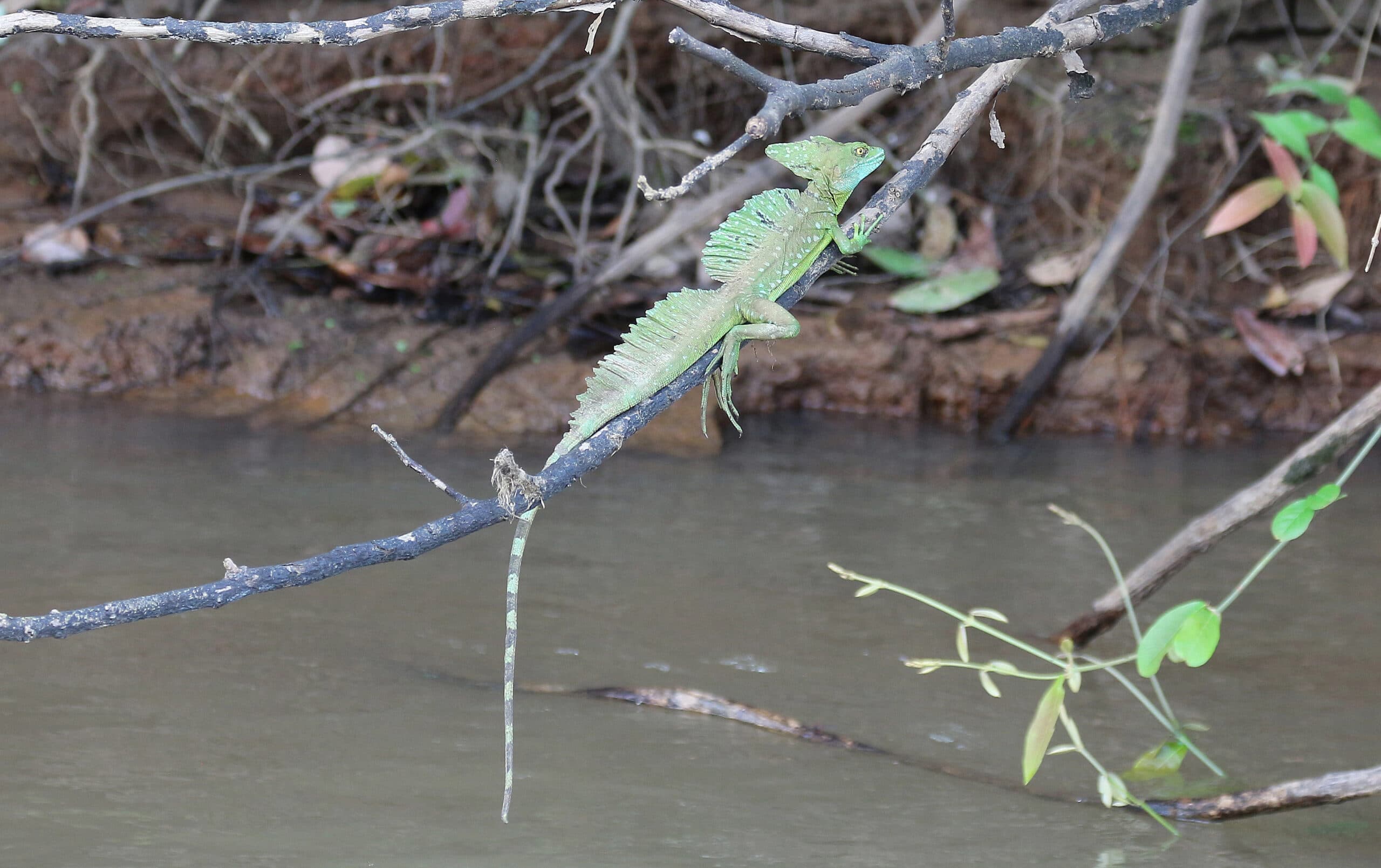 Common basilisk perched on a branch above a Costa Rican waterway