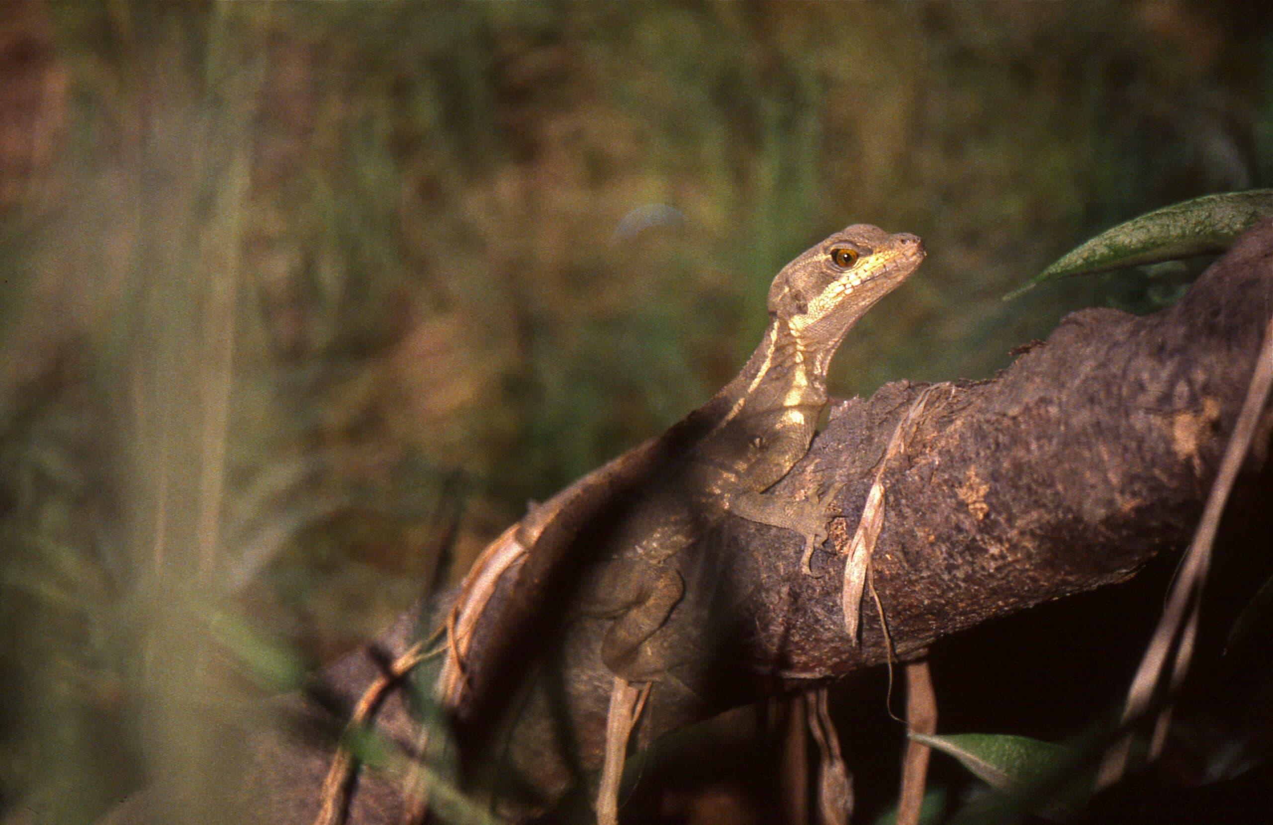 Juvenile common basilisk on a fallen trunk in Costa Rica