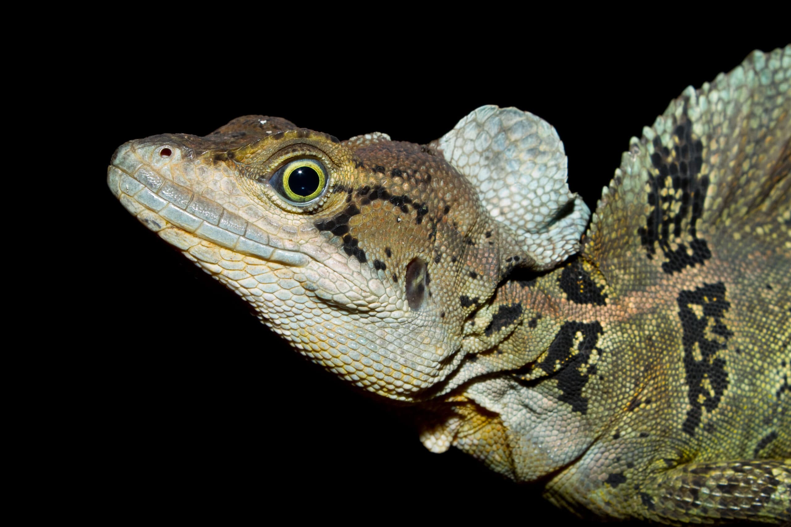Close portrait of a common basilisk showing its eye and crest