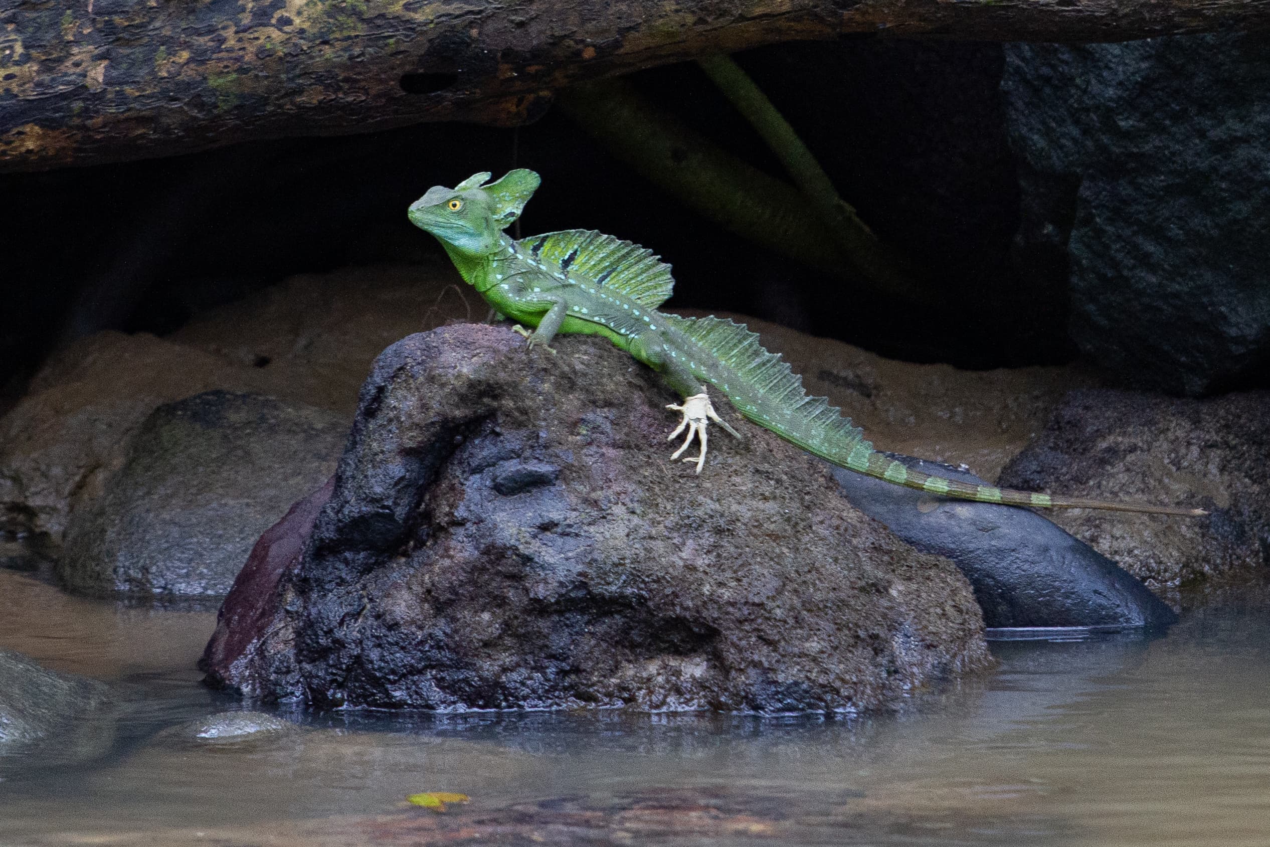 Basilisk Lizard