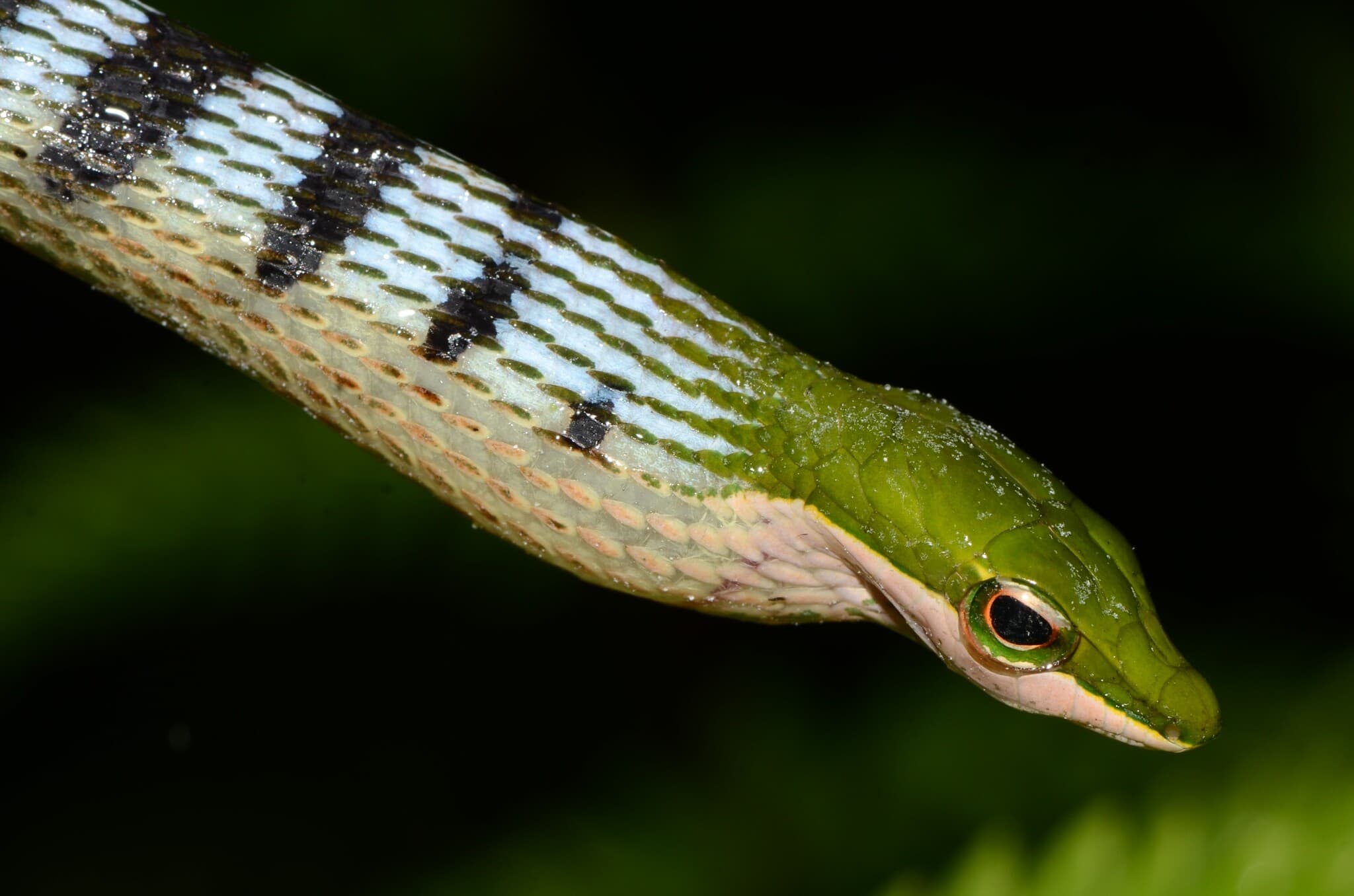 Bird Snake