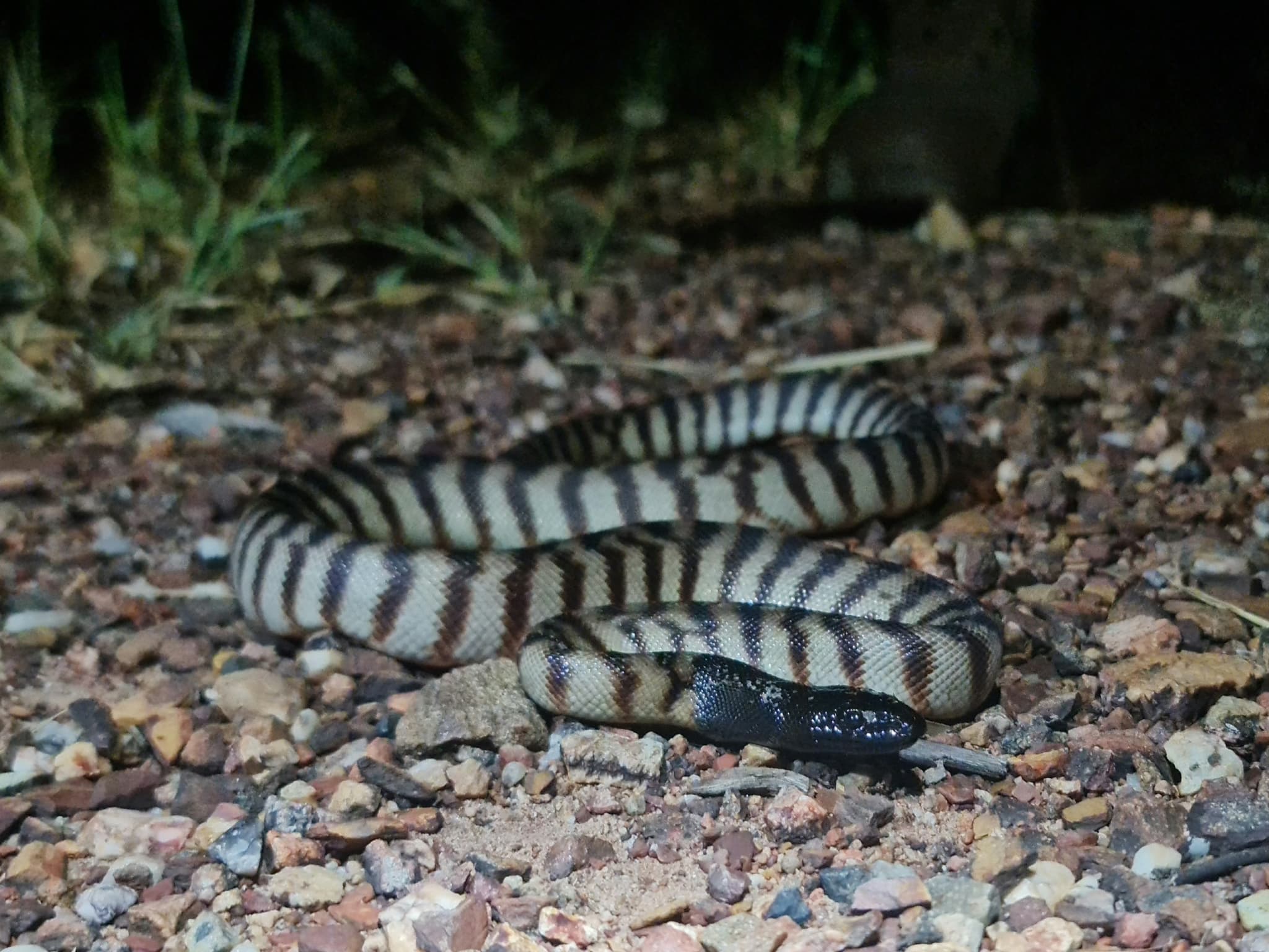Black-headed python coiled on stony ground, showing its glossy black head and pale body with dark bands