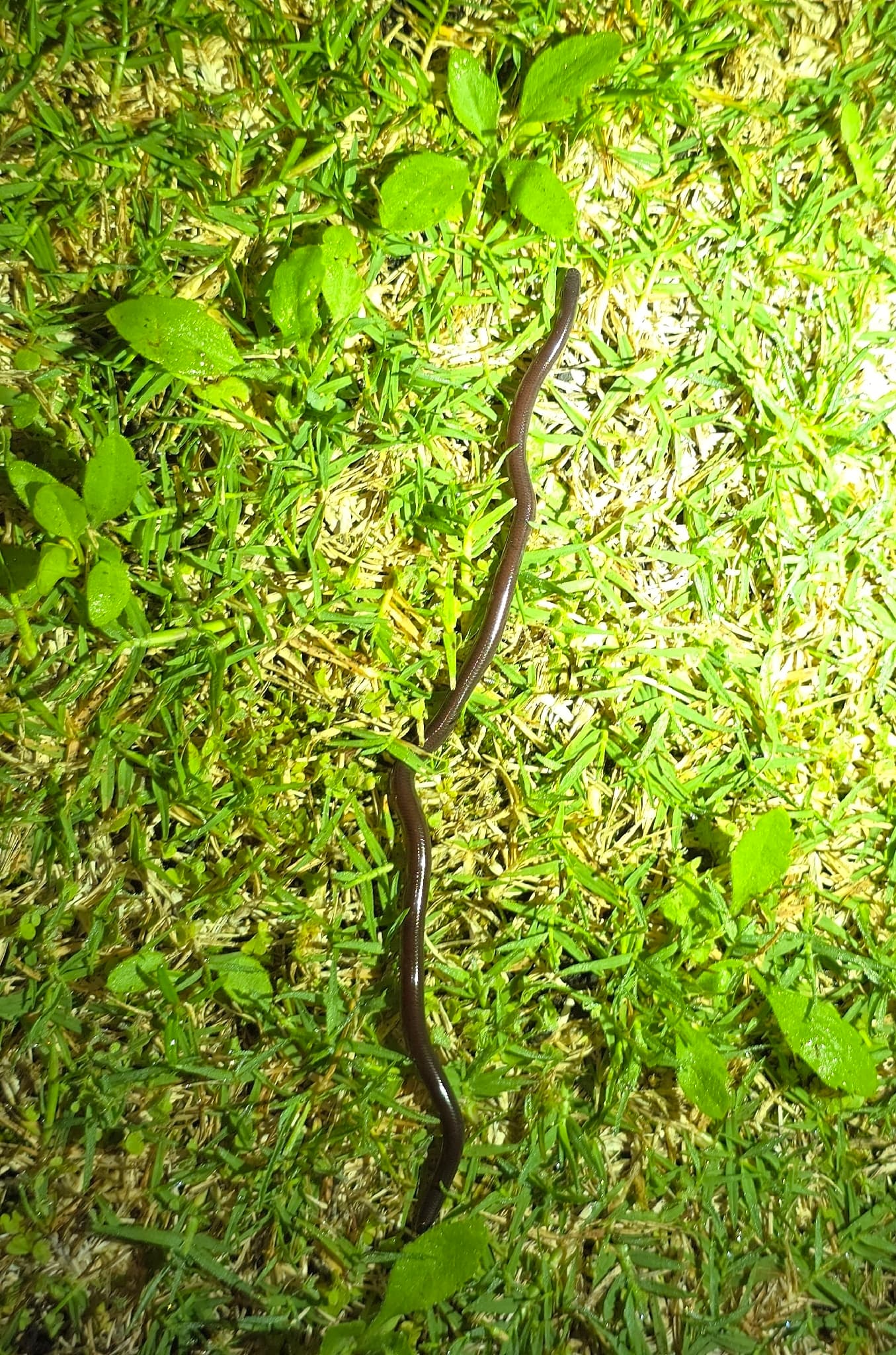 Representative Brahminy blindsnake Indotyphlops braminus moving across grass at night