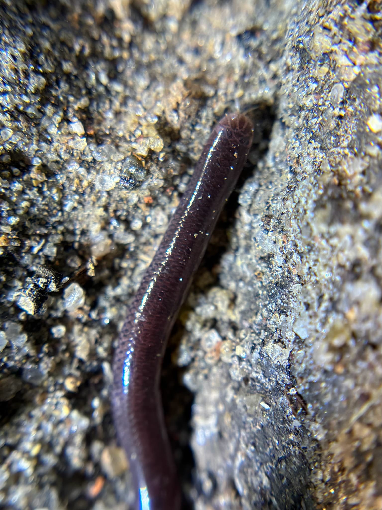 Representative Brahminy blindsnake Indotyphlops braminus emerging between stones