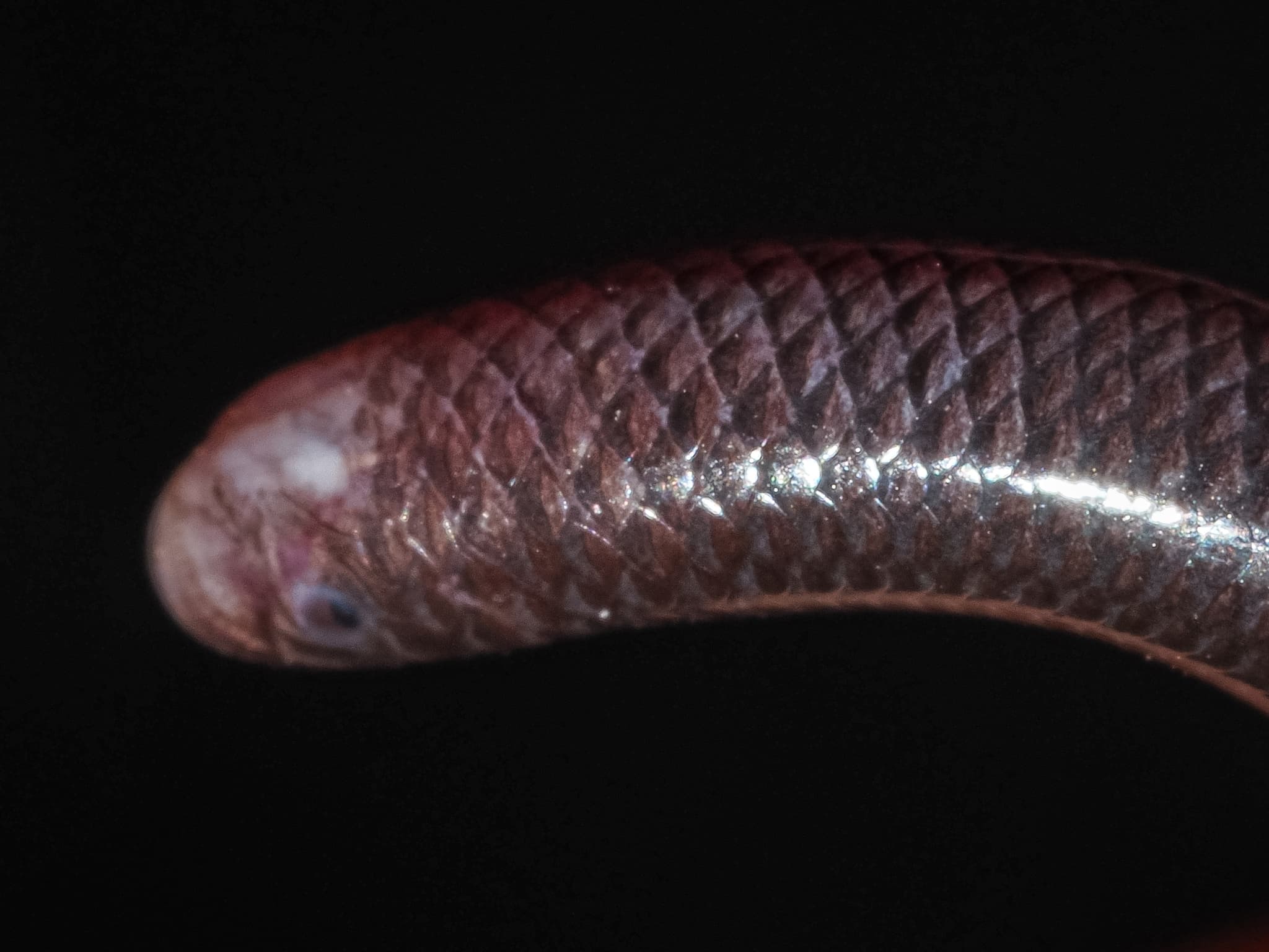 Blind Snake