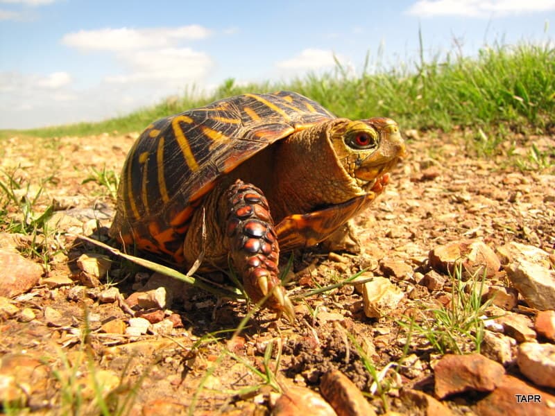 Ornate box turtle walking on prairie ground