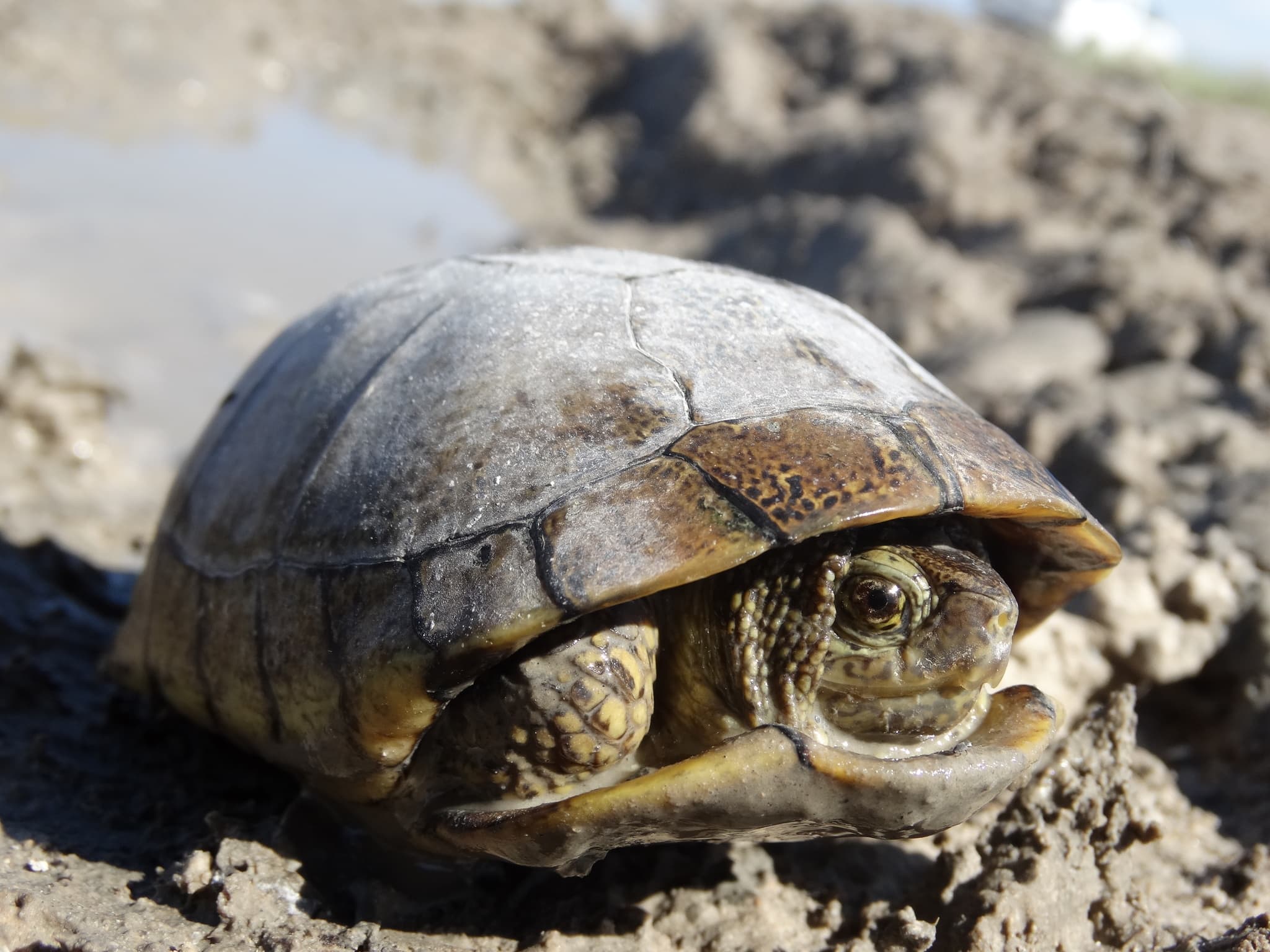 Coahuilan box turtle on a muddy wetland bank