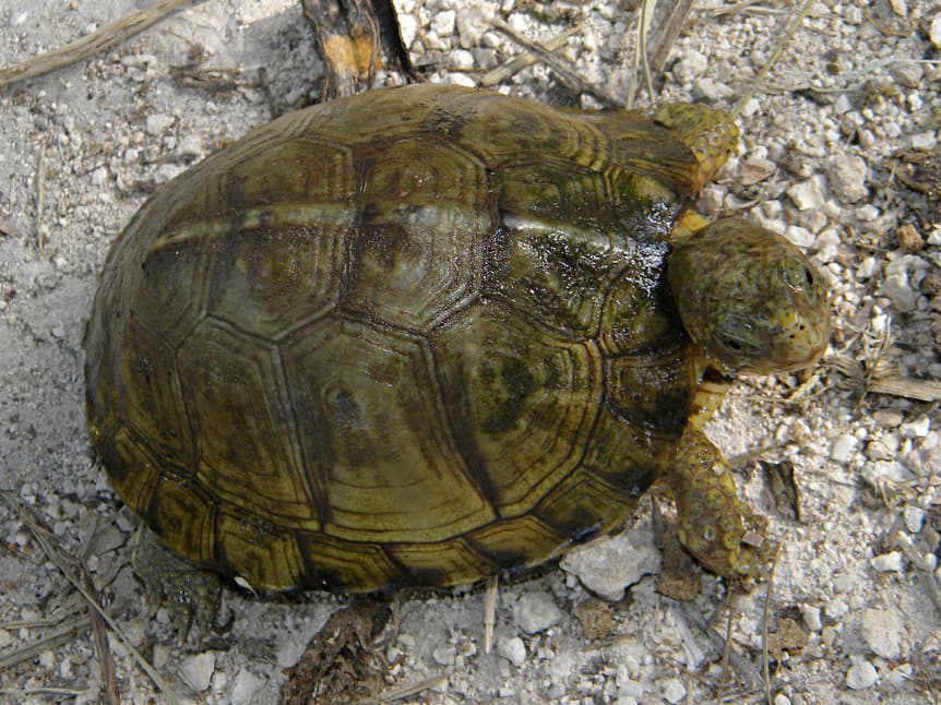 Yucatan box turtle on rocky ground