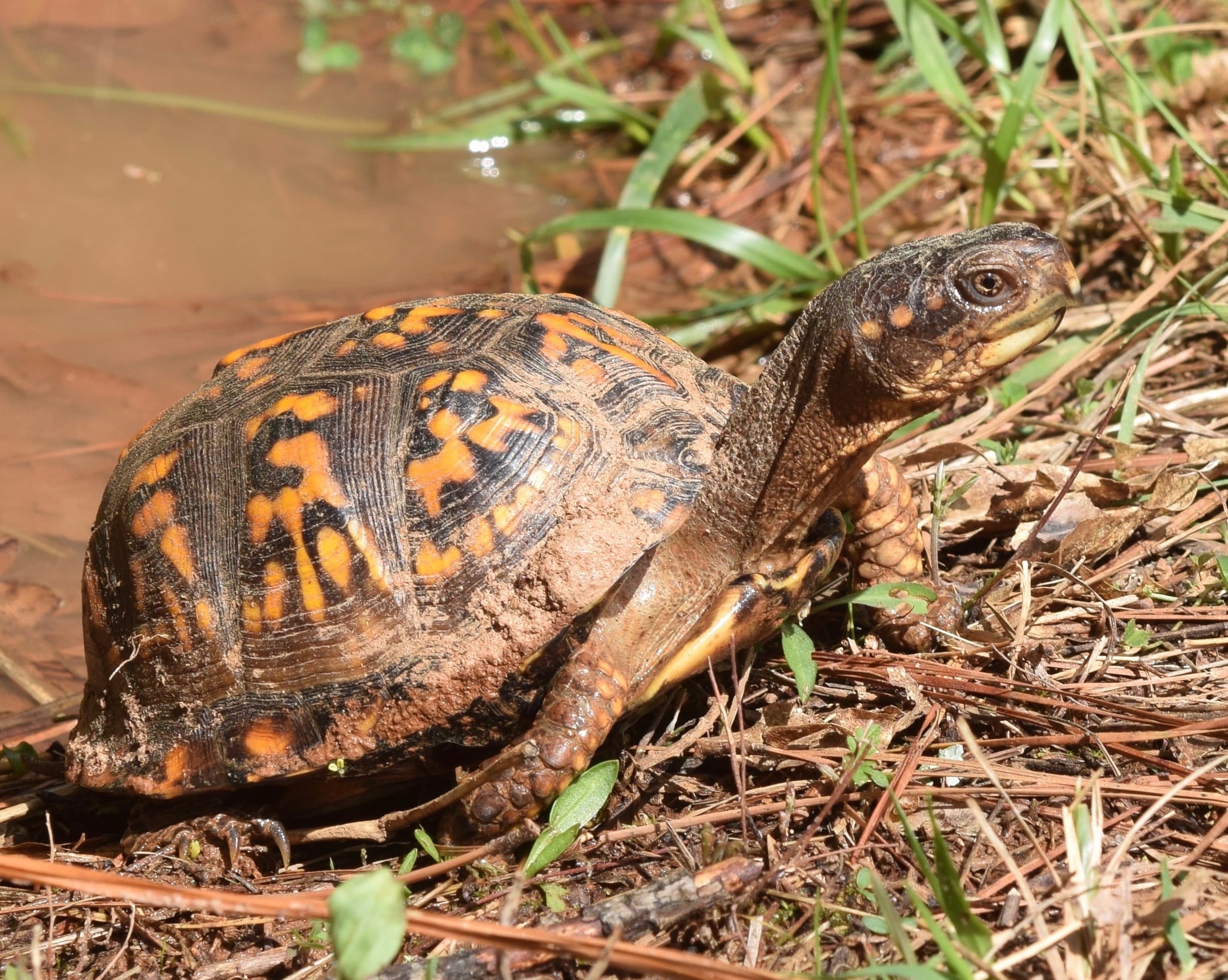 Box Turtle