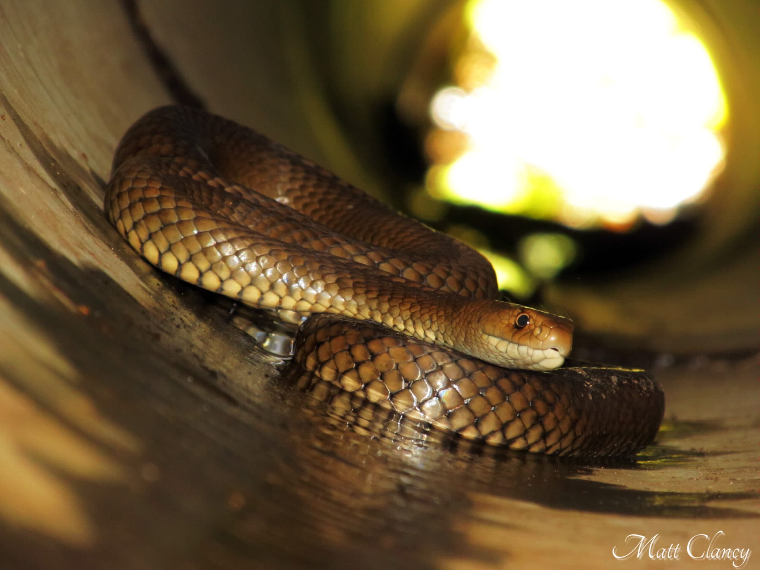 Eastern brown snake coiled beside shallow water in south-western Victoria
