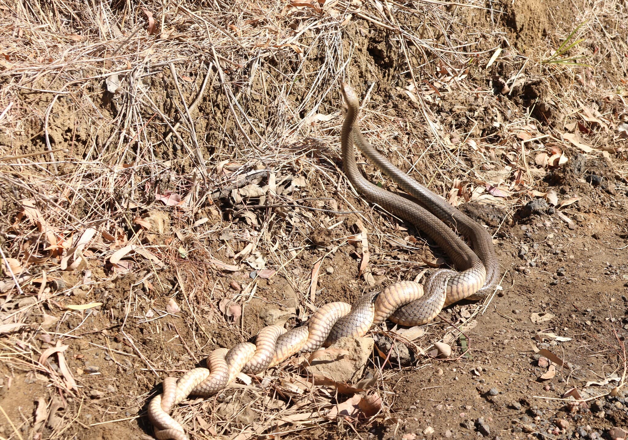 Two Eastern brown snakes intertwined on dry leaf litter in Queensland