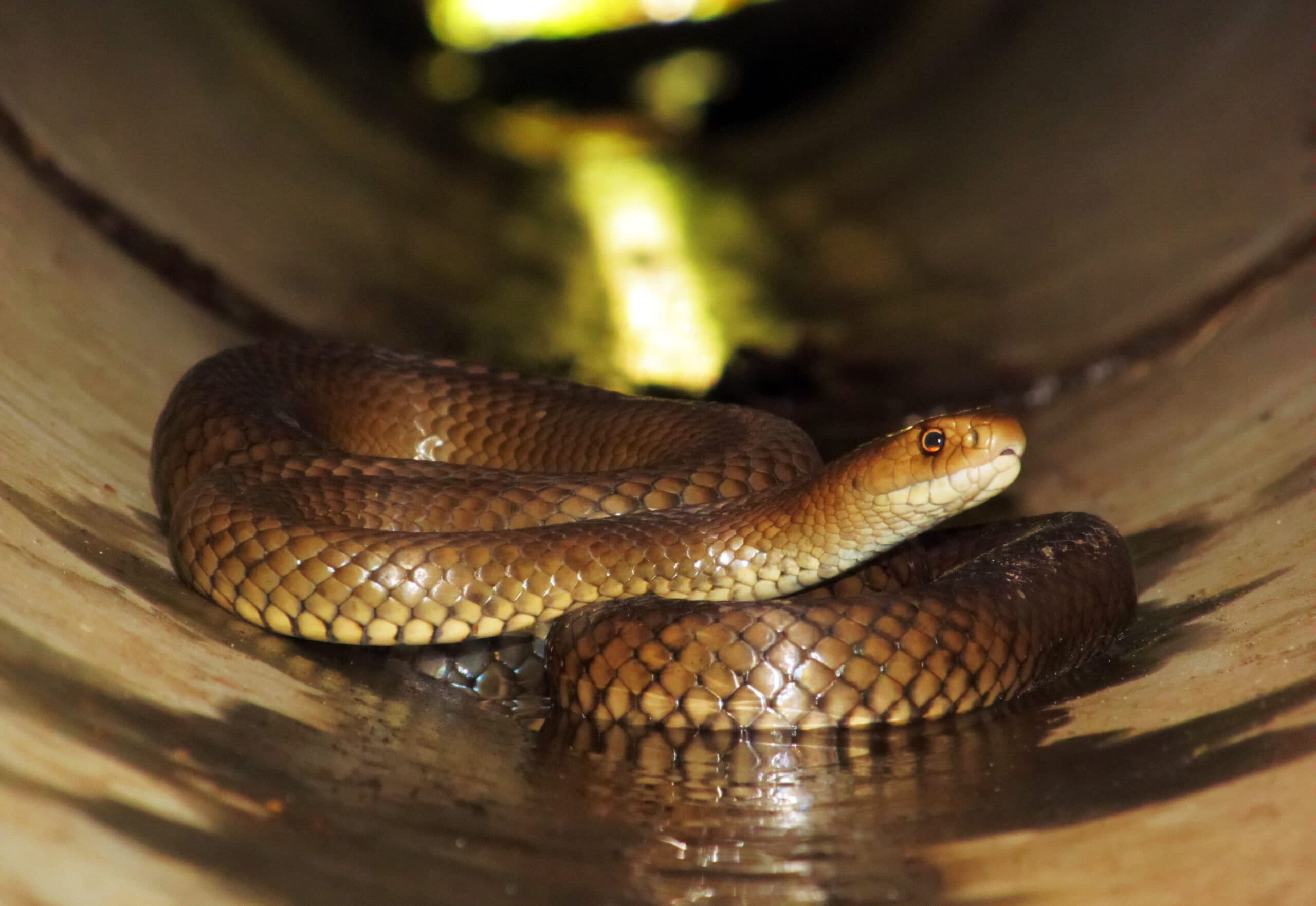 Eastern Brown Snake