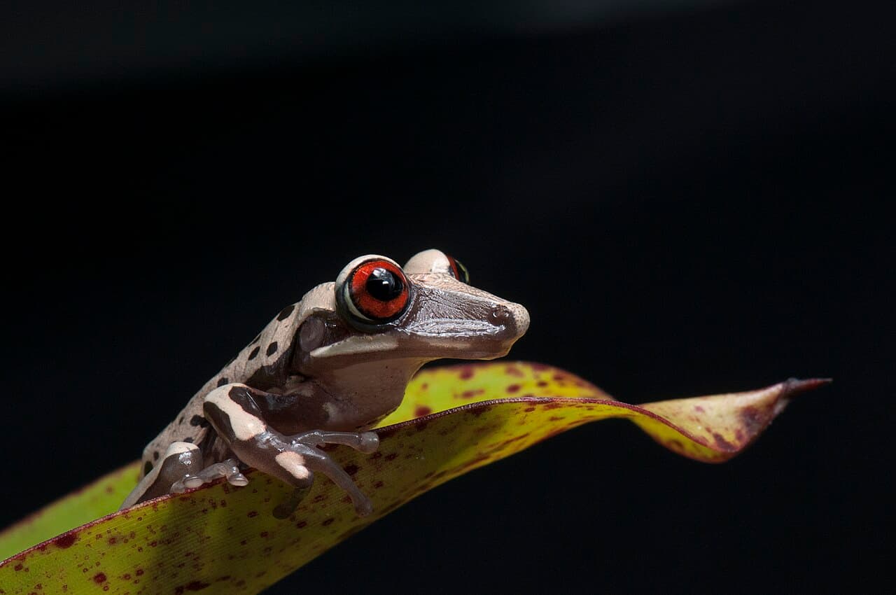 Bruno's Casque-Headed Frog