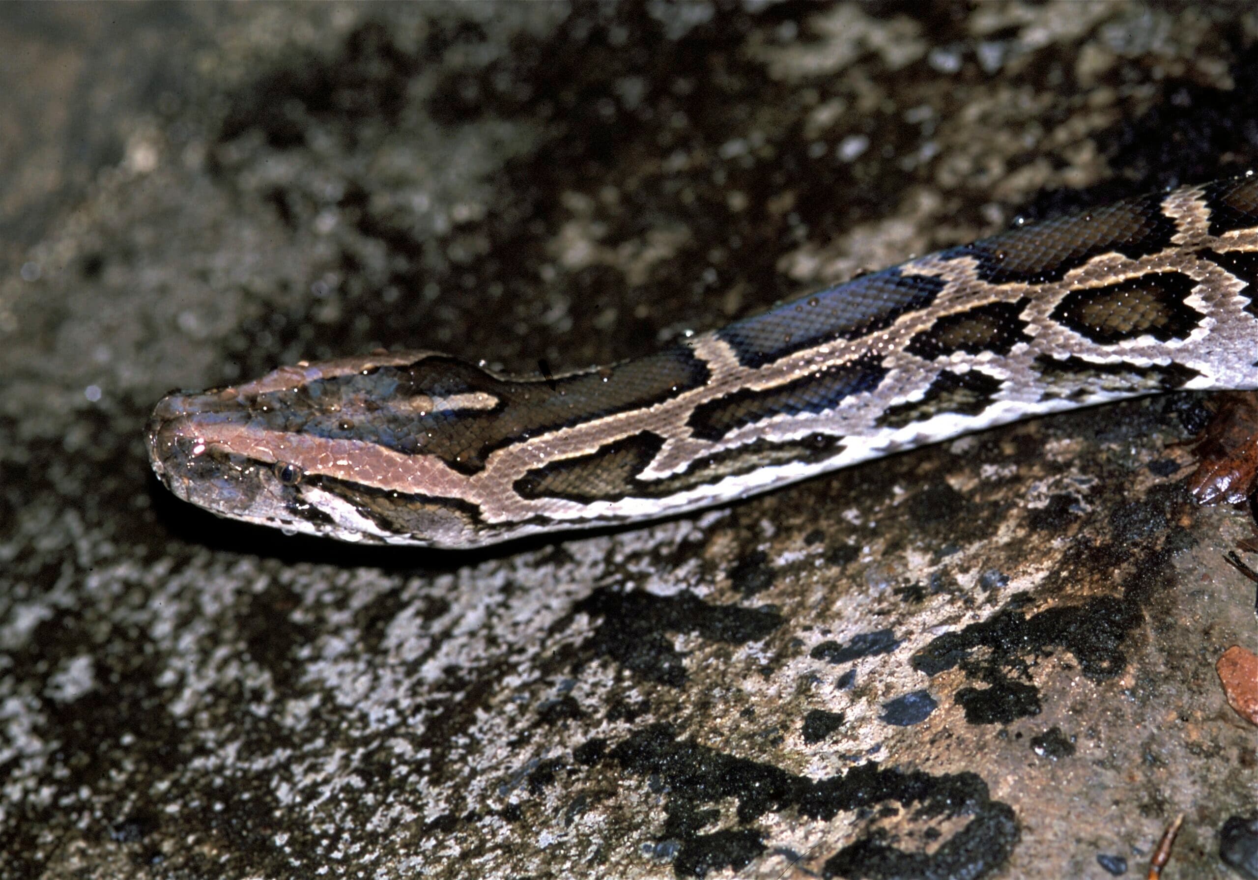 Wild Burmese Python resting on wet rock in Khao Yai National Park