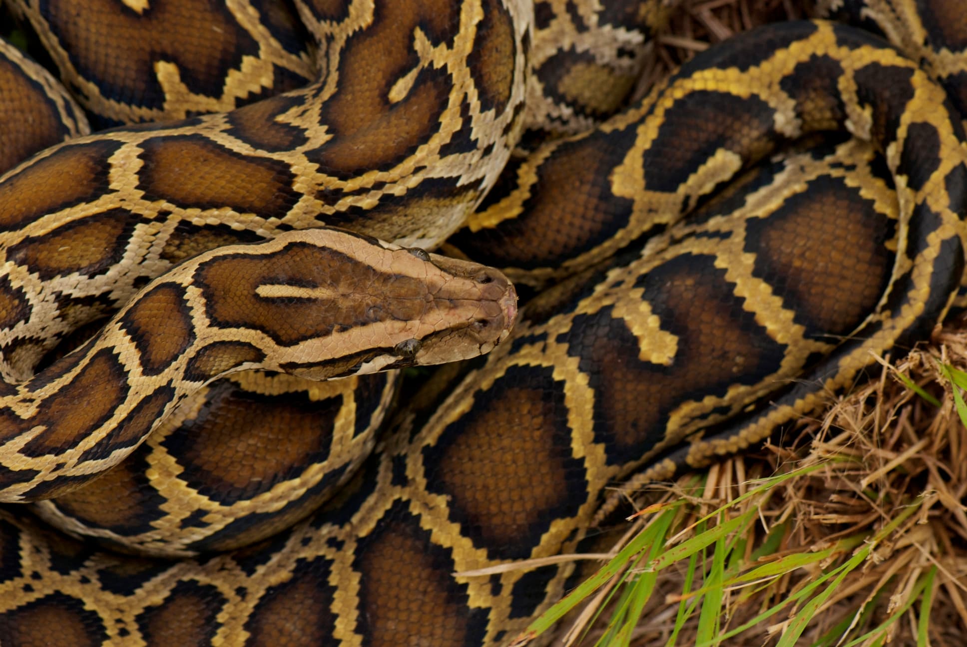 Burmese Python coiled in grass in the Everglades