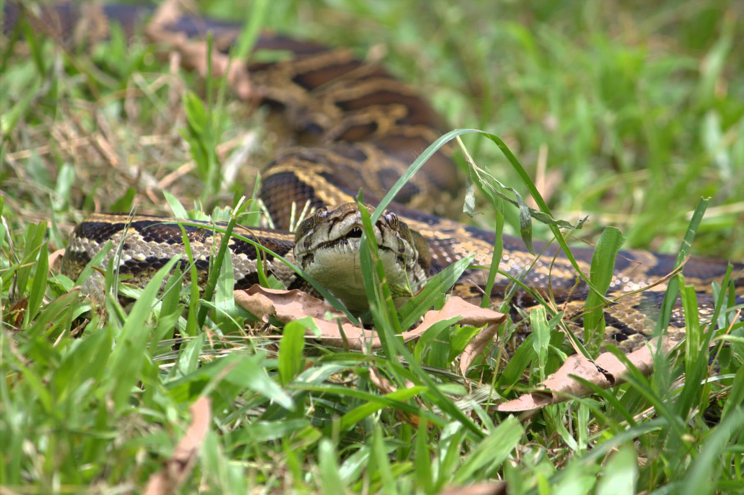Burmese Python