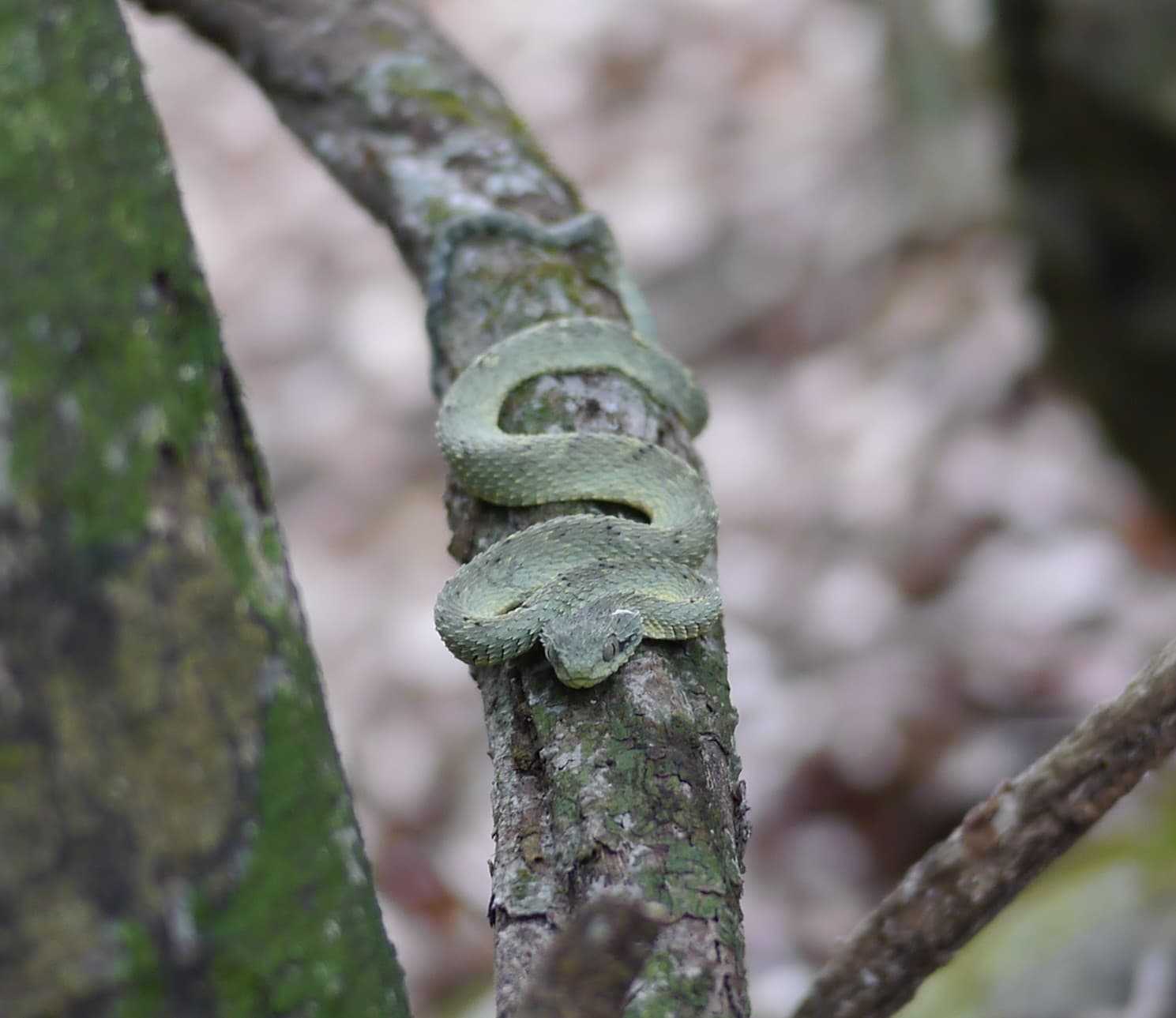 Representative Variable Bush Viper Atheris squamigera coiled on a mossy branch in Cameroon