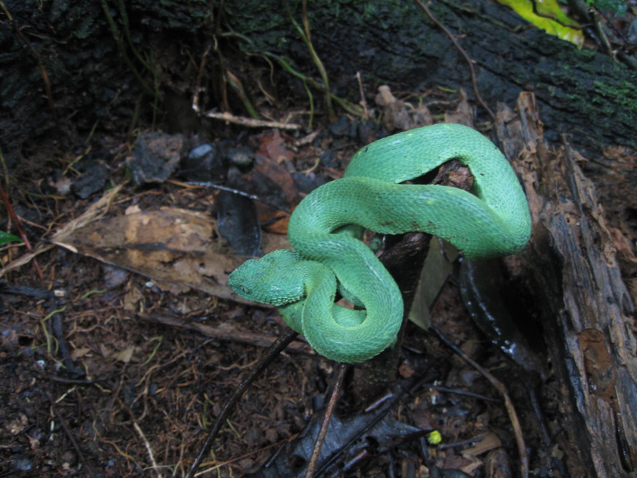 Representative Western Bush Viper Atheris chlorechis coiled in wet forest vegetation in Ghana
