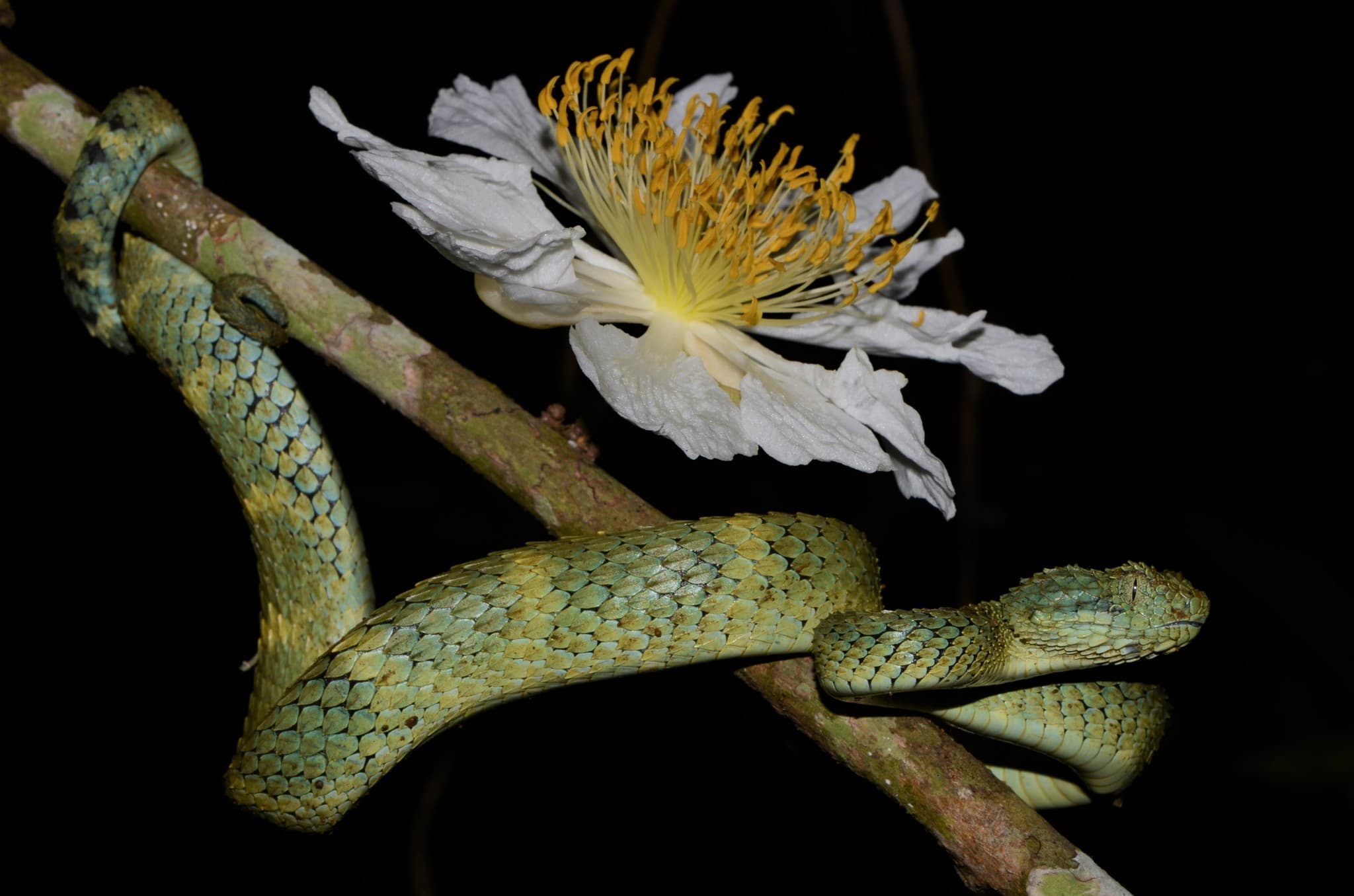 Bush Viper