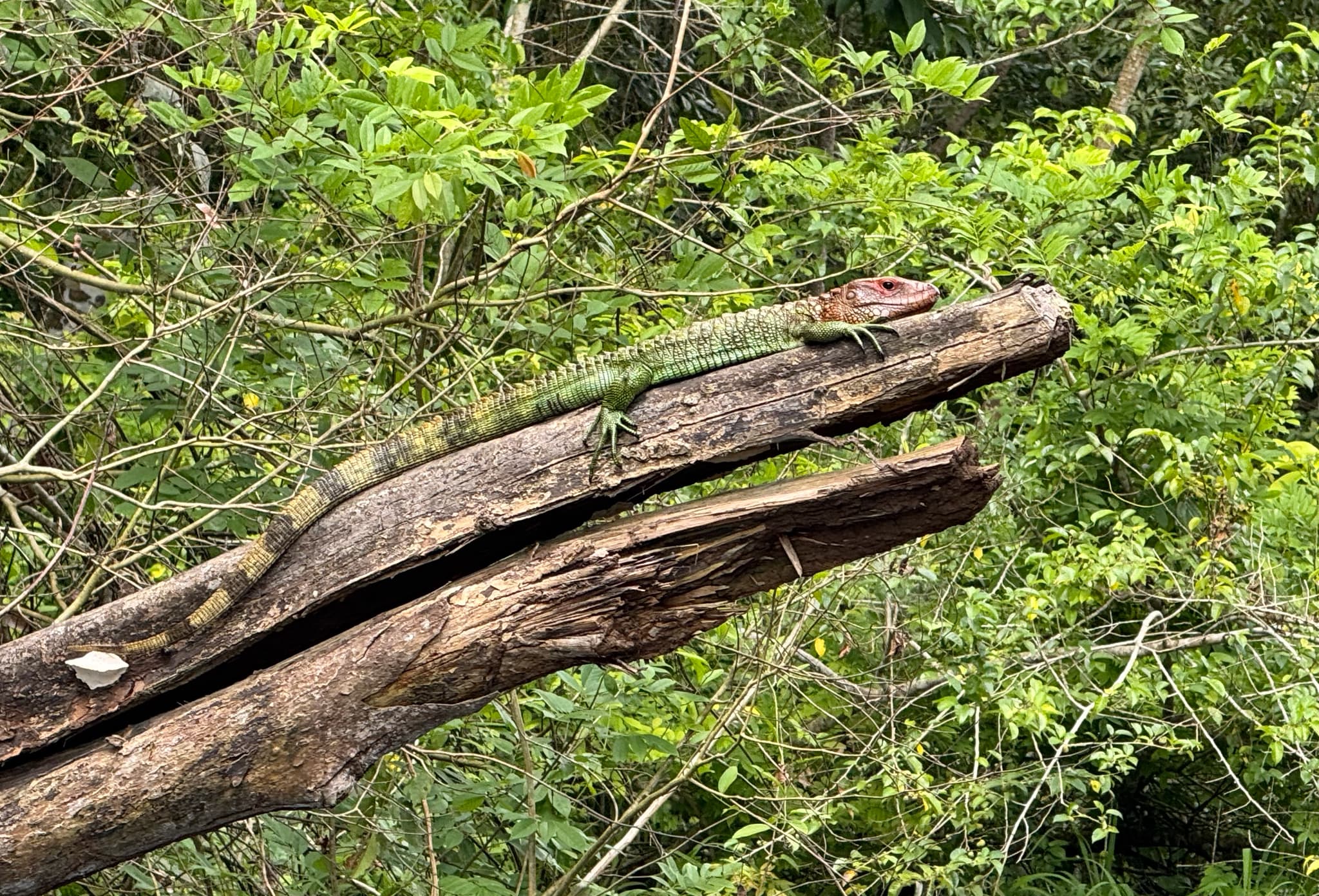 Northern Caiman Lizard stretched across a fallen tree above dense vegetation