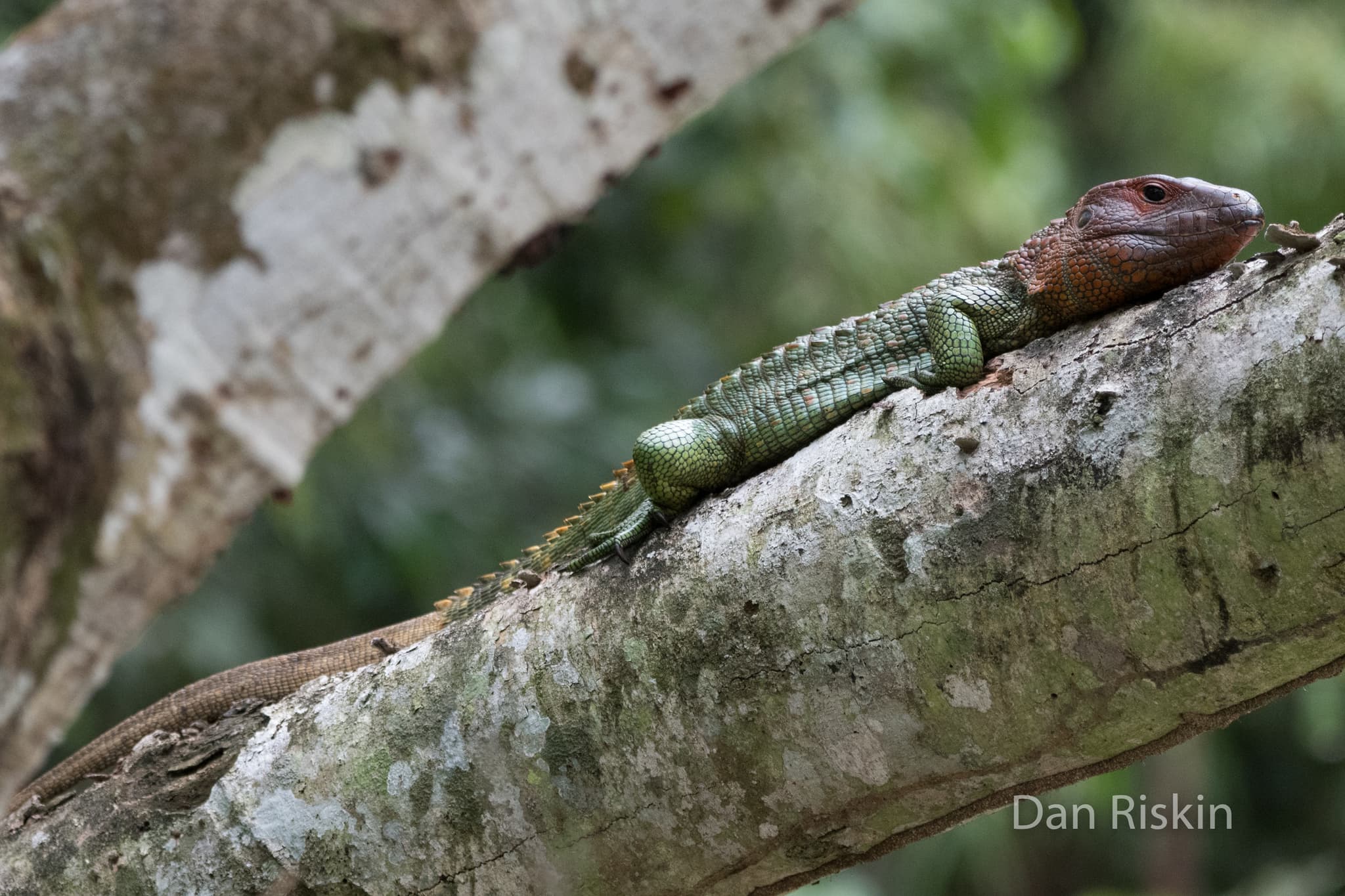 Green Northern Caiman Lizard resting on a broad forest branch