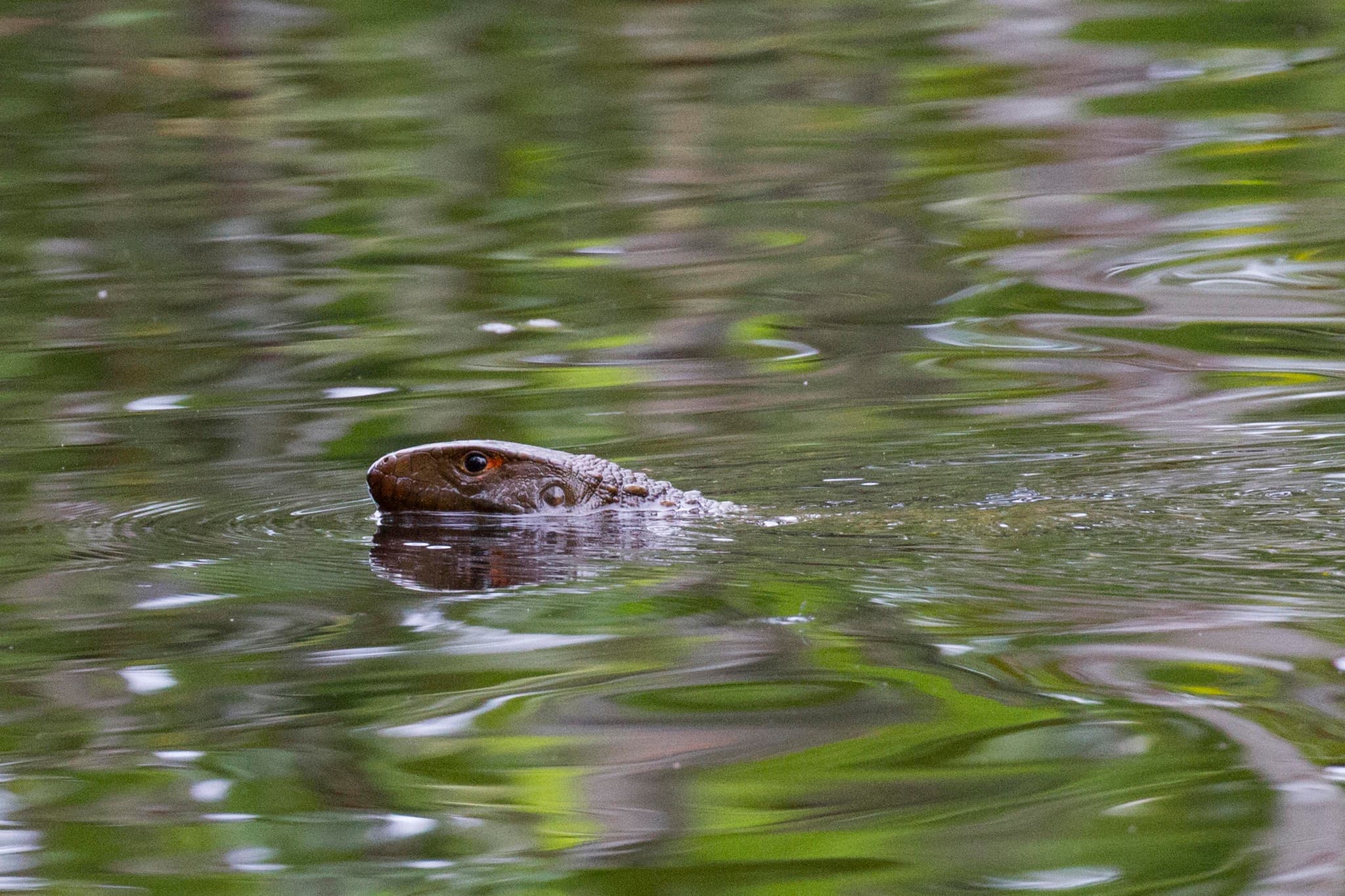 Northern Caiman Lizard swimming through reflective wetland water