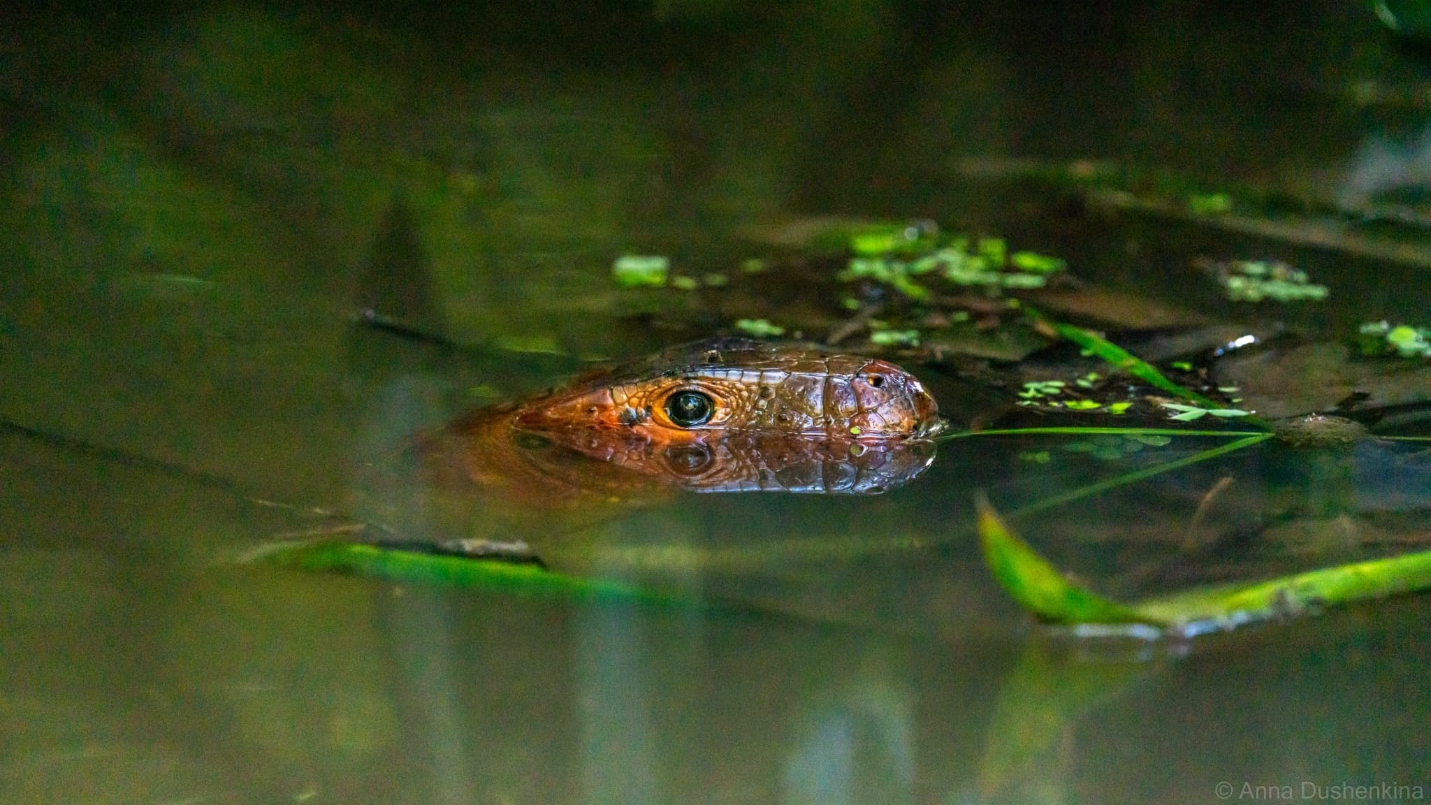 Caiman Lizard