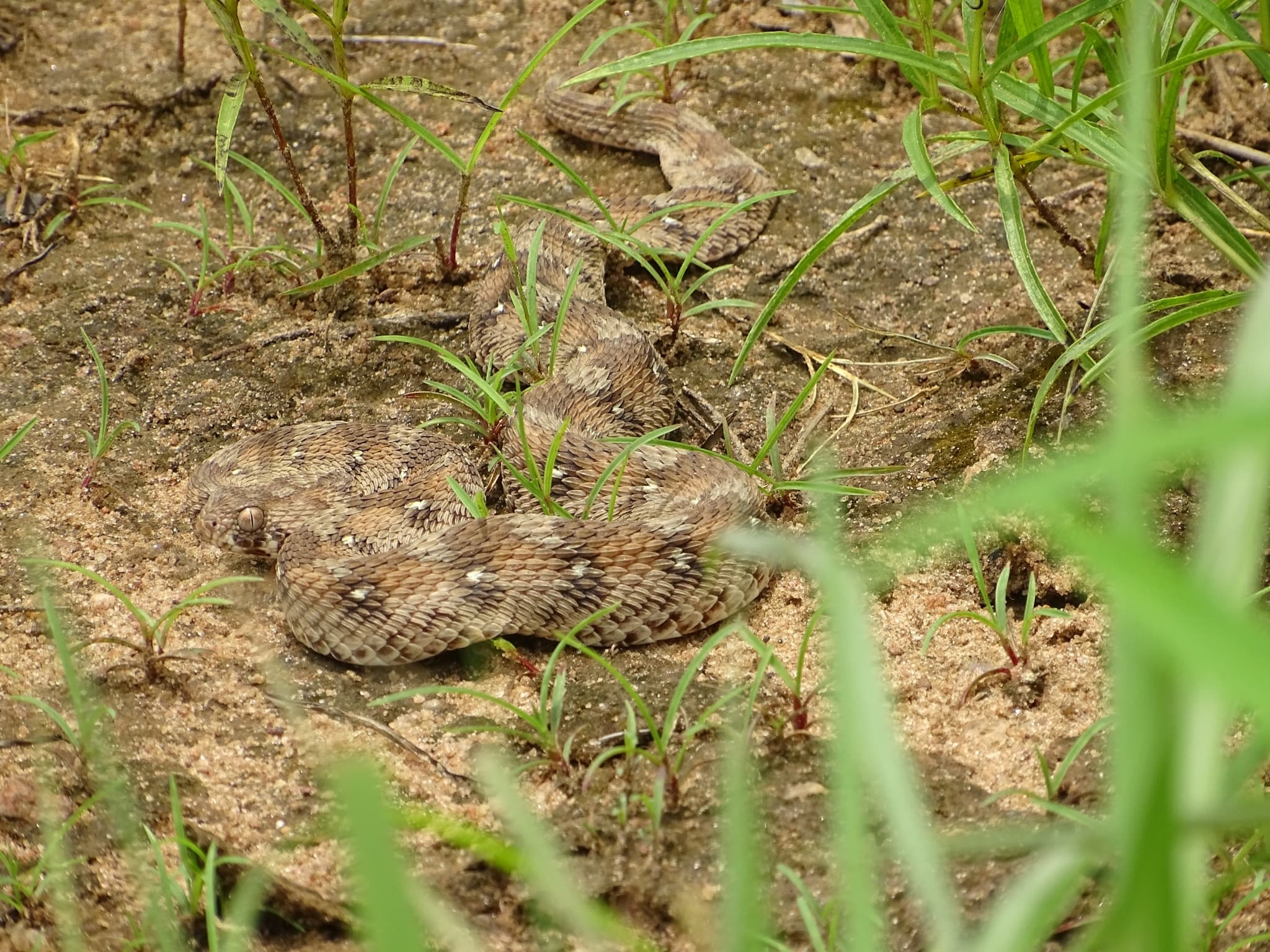 Carpet Viper